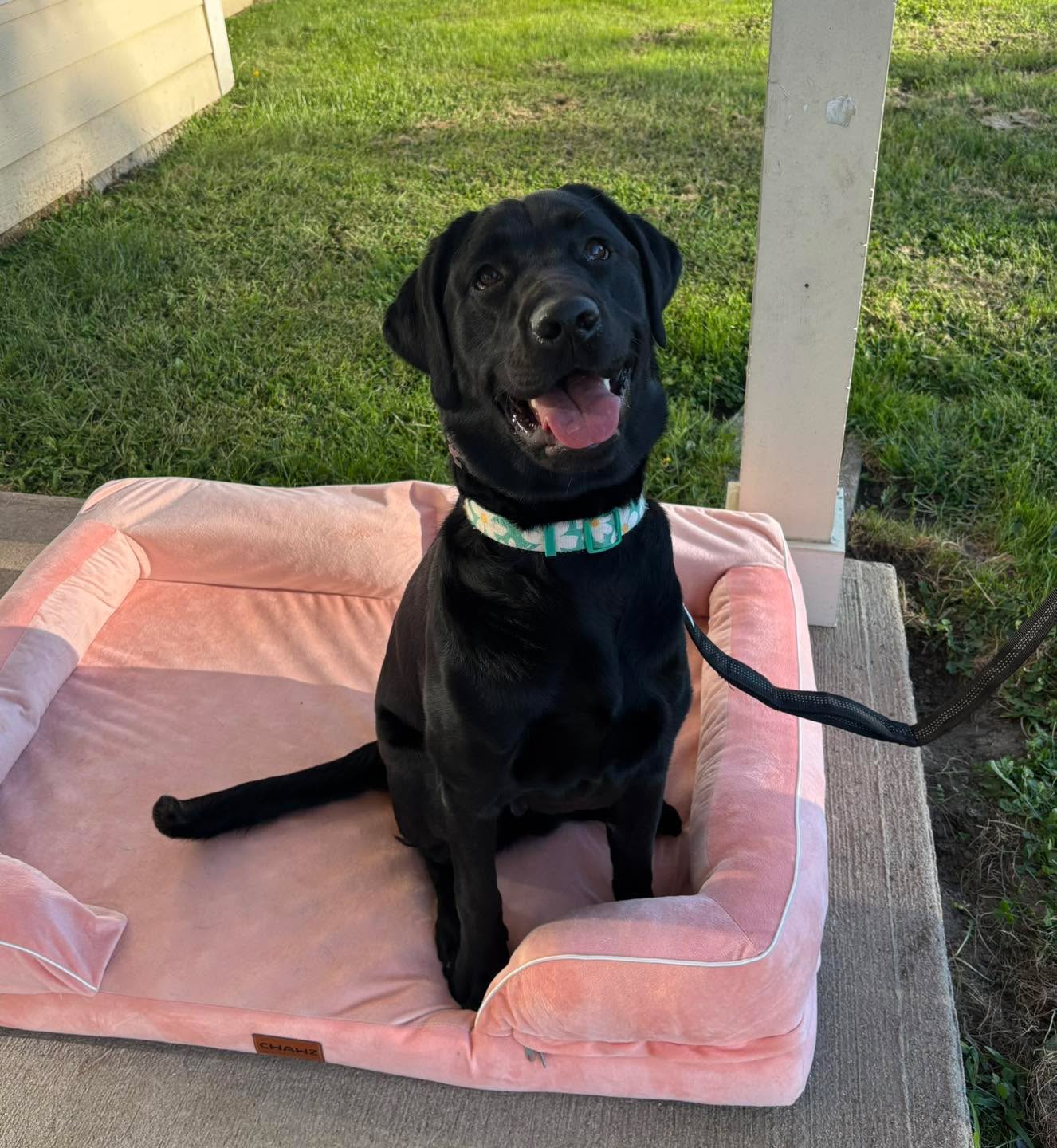 Congratulations to Stormy for graduating obedience classes. This happy girl is thriving with some structure and working on her self control.