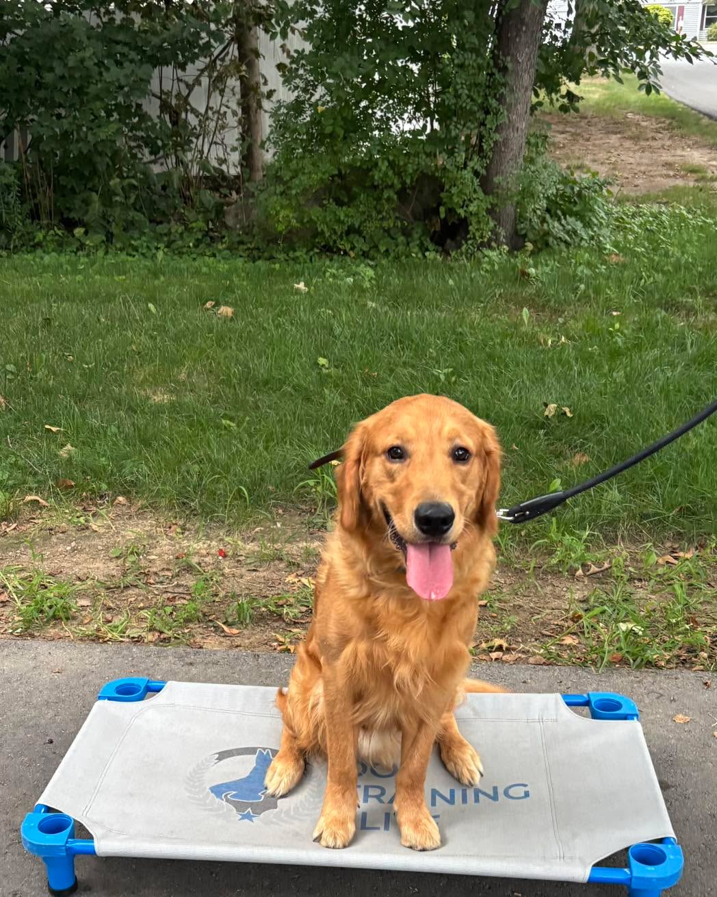 Congratulations to Chase for graduating obedience classes. This handsome guy has lots of enthusiasm but is doing a great job working on his self control.