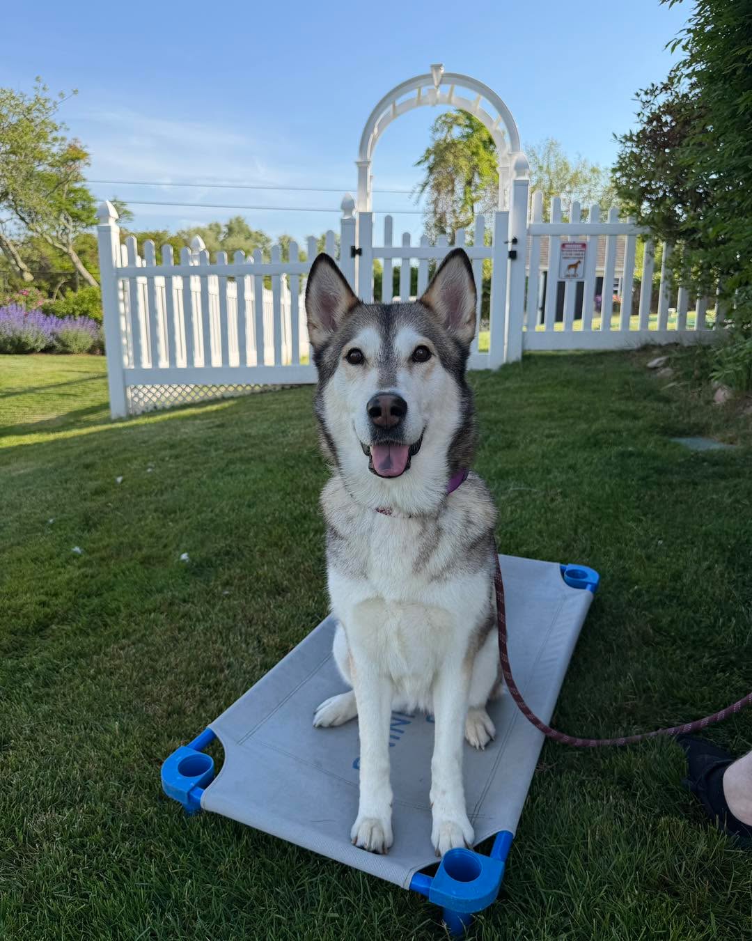 Congratulations to Millie for graduating obedience classes. This beautiful girl went from living in the streets to living like a princess.  She is confident and sassy.
