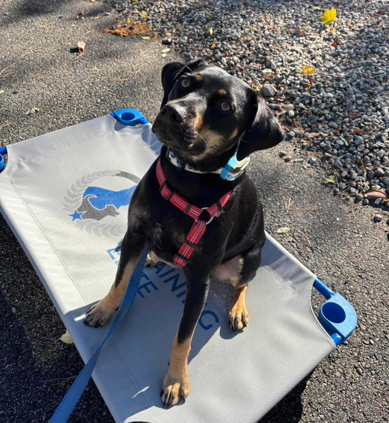 Congratulations Lolo for graduating obedience classes. This adorable girl is smart and sweet.