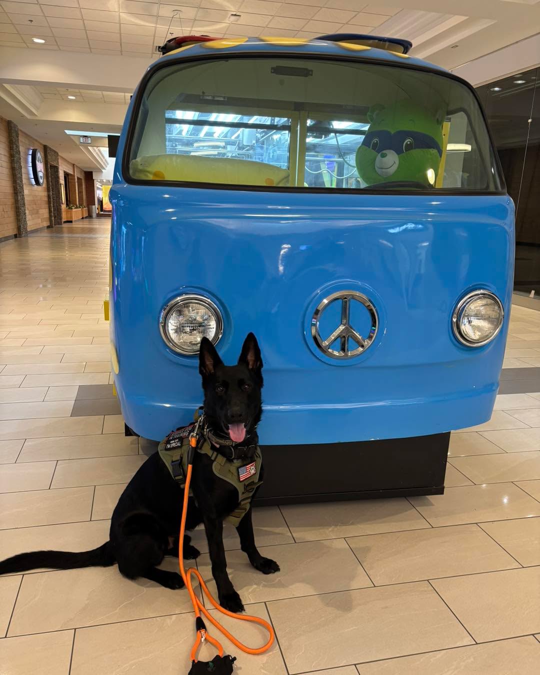 Congratulations to Knox for passing his public access test today! Good boy Knox! He has a very important job to do as a service dog.