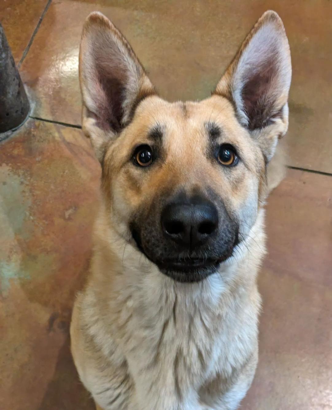 Congratulations to Kona for graduating obedience classes. This beautiful girl has come so far.