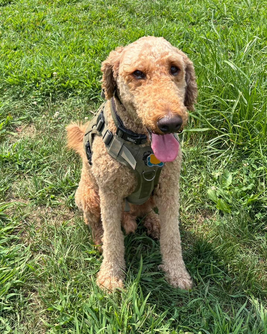 Congratulations to Teddy for graduating obedience classes. This smart guy is such a good boy!