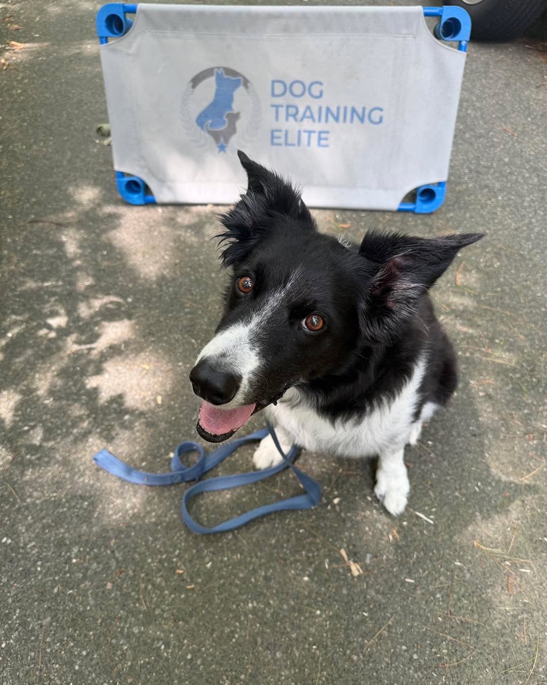 Congratulations to Trooper for graduating obedience classes. This handsome guy is a quick learner and gets an A+ for being a good boy.