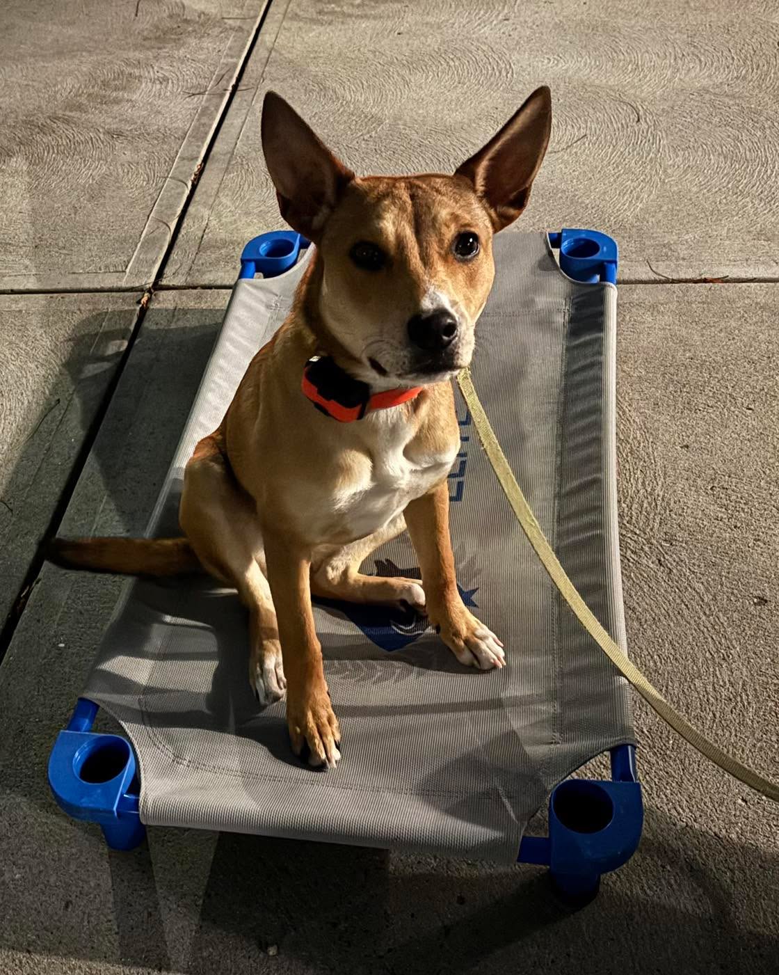 Congratulations to Zoloft for graduating obedience classes. This smart girl is all ears when it comes to learning.