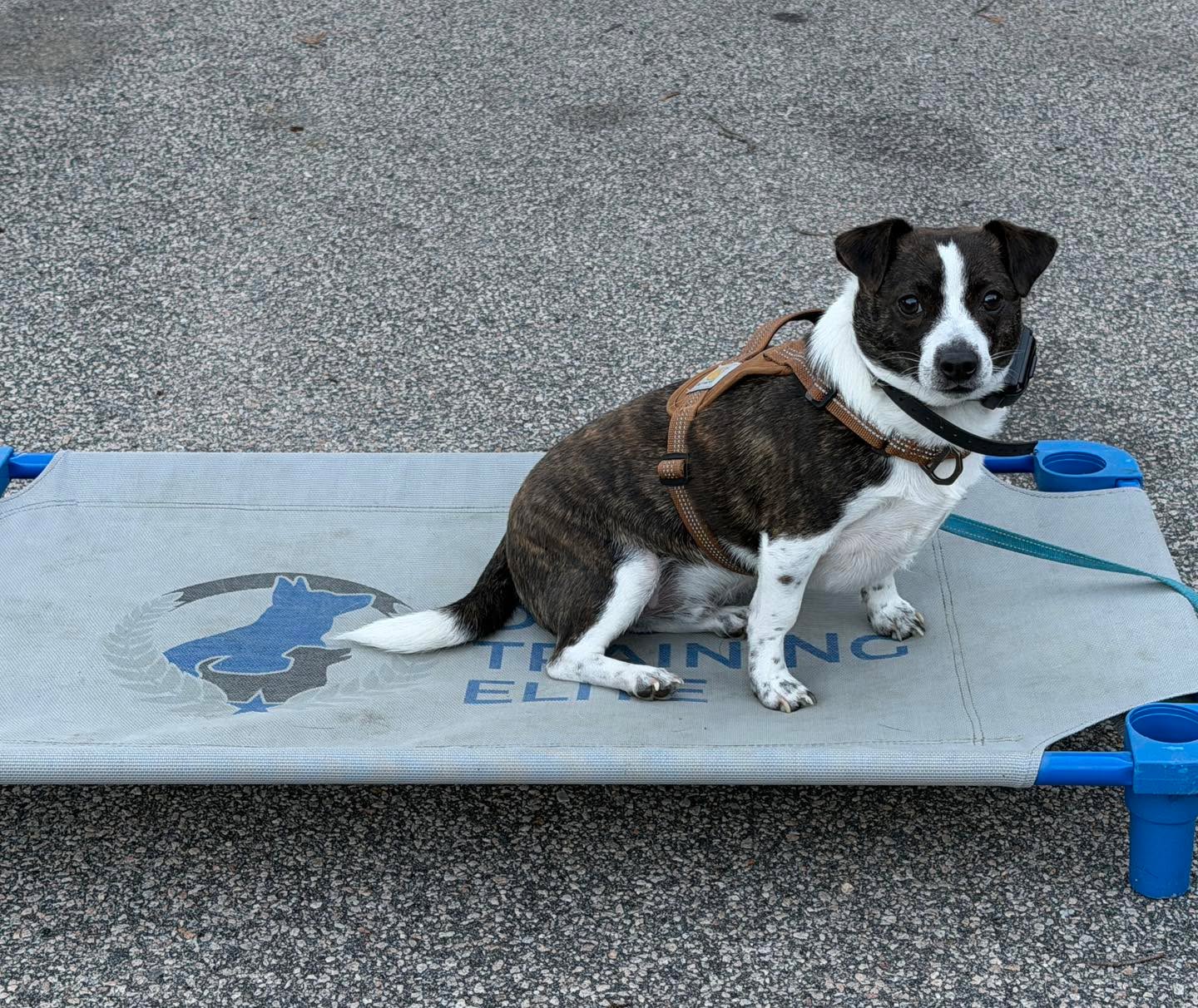 Congratulations to Emmet for graduating obedience classes. Don&rsquo;t let his size fool you. This little guy has a big personality. He quickly learned that it is easier to sit then to bark at everything. We are excited to see his confidence continue to grow at group classes.
