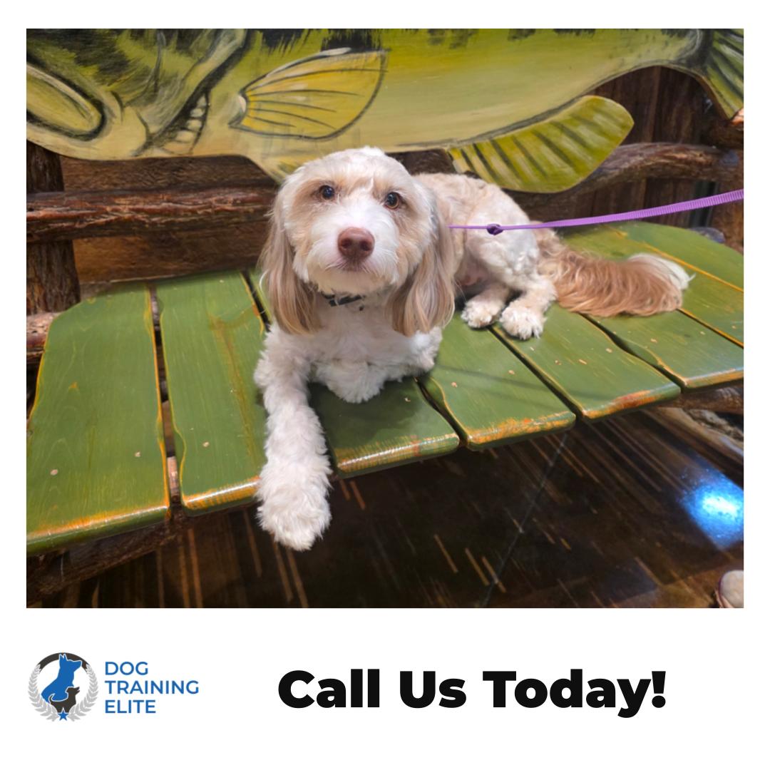 Summer is a great time to build calm, reliable manners with your dog. 🐾

At Dog Training Elite Richmond, we help families in Richmond, Midlothian, and Chesterfield turn everyday moments into real progress. Whether you searched &ldquo;dog trainer near me&rdquo; or you already know you need a plan, our dog training focuses on clear communication and positive reinforcement that fits your home and routine.

Common goals we work on:
&bull; Puppy training for biting, jumping, and house habits 🦴
&bull; Obedience training for sit, down, come, and leash walking 🐕&zwj;🦺
&bull; In home dog training for real-life distractions and consistency

Want help picking the right next step? Reach out today to schedule a free assessment.