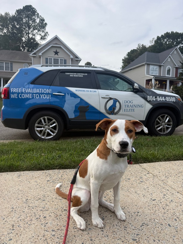 When your dog can hold a calm sit on a busy sidewalk, training starts to feel very real 🚗

At Dog Training Elite Richmond, we focus on results that work outside the classroom. Our mobile team brings in home dog training right to your neighborhood, so your dog learns where real life happens, whether that's your front porch, a local trail, or a crowded parking lot. That calm sidewalk sit is the payoff of consistent obedience training built on positive reinforcement and zero punishment.

Families across Midlothian trust our dog training programs for everything from puppy training basics to aggressive dog training and even service dog training for those with specialized needs. Every plan is personalized, because no two dogs learn the same way.

What working with a local dog trainer looks like:
✔ Sessions in your home and community
✔ Real-world practice around everyday distractions
✔ Balanced methods for consistent results 🐾

End of summer is a great time to set new routines before the fall season picks up. Reach out today to book your free assessment and let's build a plan your dog can succeed with.