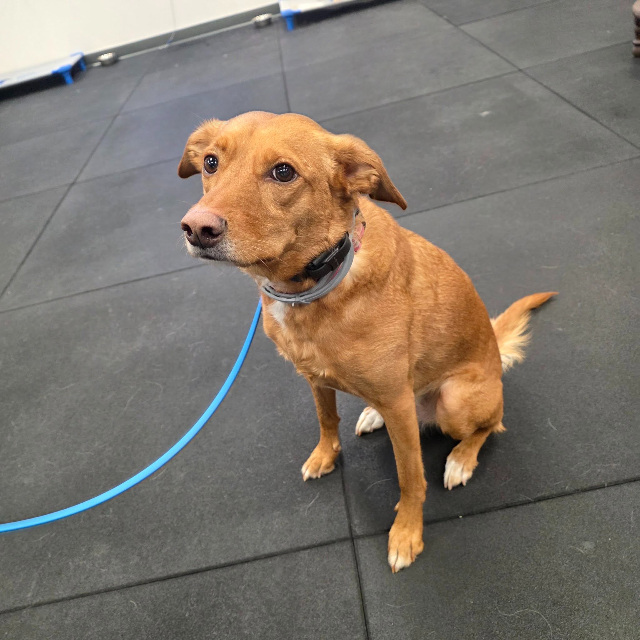 Meet Padme!

Padme is an absolute sweetheart who is currently enrolled in our Platinum Elite Training Camp. She's learning good obedience, manners, and how to be a stellar canine. She's also an Instagram star! Check her out at @padme.the.pup.

Is your pup a social media star? Give us a call at (804) 944-8500 to learn how we can turn them into an obedient super star, too!

