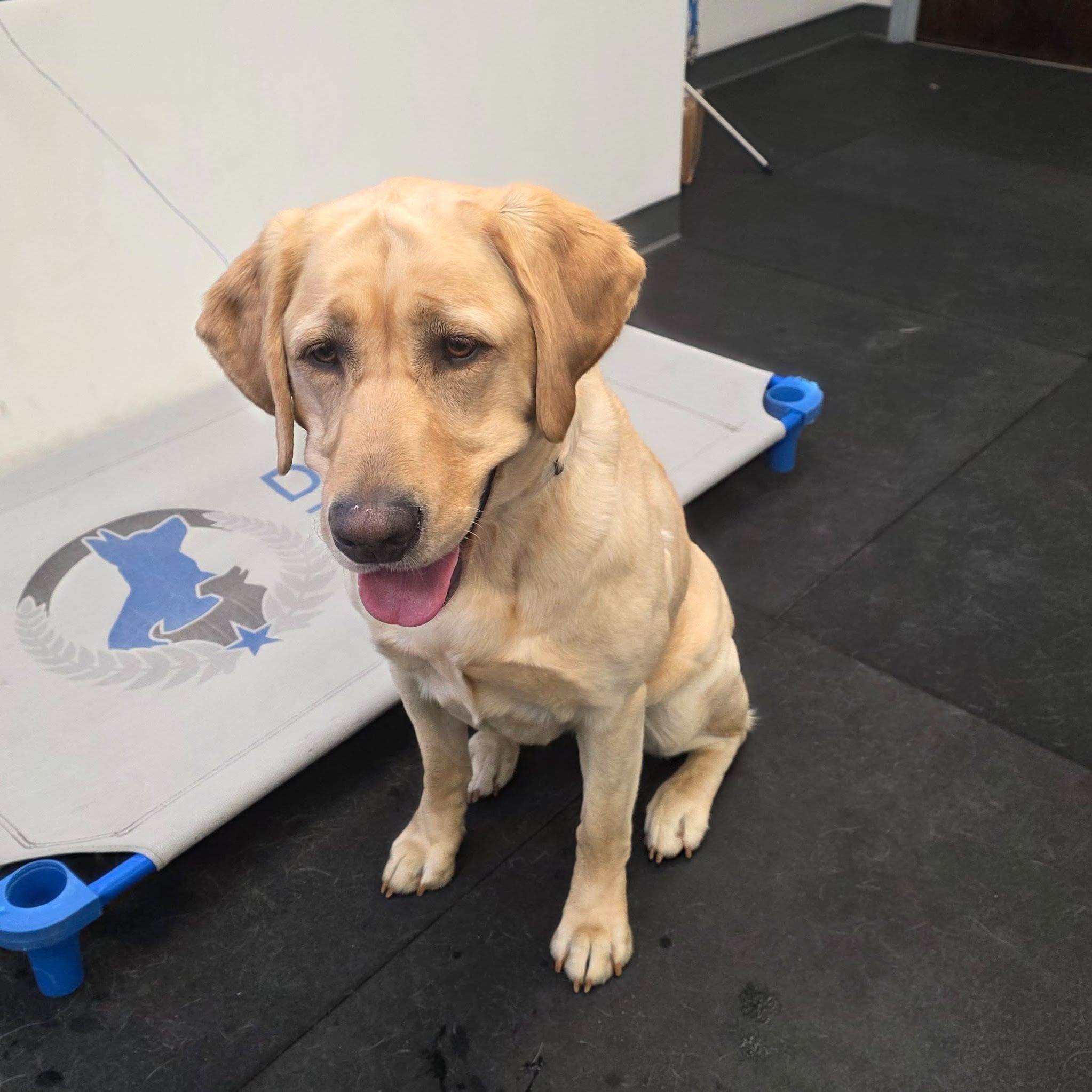 Meet Gigi!

Gigi is your typical young lab with unlimited energy and no off switch. She'll keep you on your toes for sure! She's currently enrolled in our Platinum Elite Training Camp so that she can learn how to listen well, rein in her energy, and settle down when needed. Her parents @dick_bowen are so excited to see her transformation and to continue her training! 

Is your pup bouncing off the walls and zooming around? Give us a call at (804) 944-8500 to learn how we can help!

