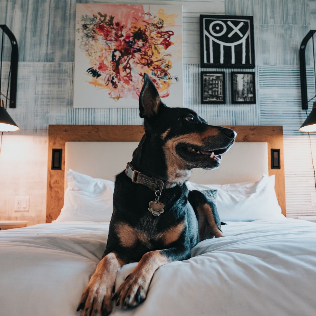 Here at DTE, we understand every family is different. Whether you let your dog sleep with you, use kennels, or have a strict no pets on furniture policy; your house rules and boundaries are yours to keep. We are more concerned with you being bossy when it comes to the basic obedience we teach.
Give us a call and schedule your FREE in-home evaluation today!
(804) 944-8500