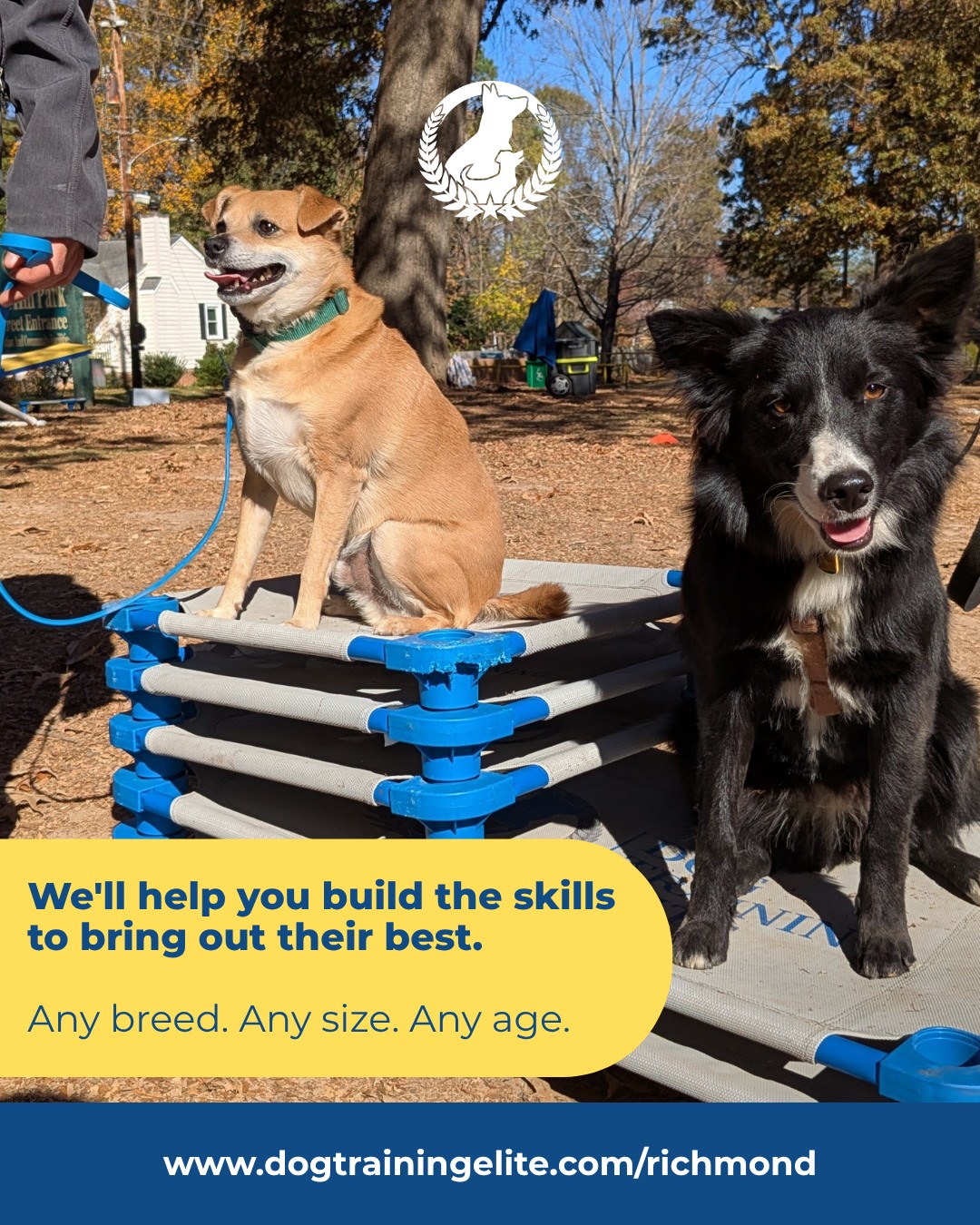 Your dog doesn't stop learning when a training session ends, and neither should you have to stop learning how to help them.

At Dog Training Elite Richmond, we work with dogs of different breeds, sizes, and ages. Just as importantly, we help owners develop practical skills they can continue using long after a session is over.

Because when you understand your dog better, everyday situations can become easier to handle, from walking on a leash to relaxing at home or welcoming guests.

🐾 Let's find the right starting point for you and your dog.

Request your free assessment at dogtrainingelite.com/richmond.

