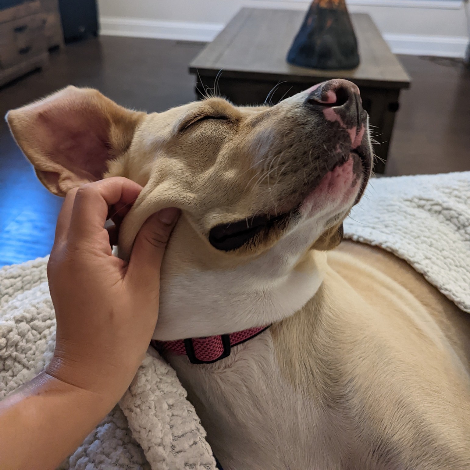 Life isn't always about training! Sometimes it's about getting your itch scratched juuust right.

