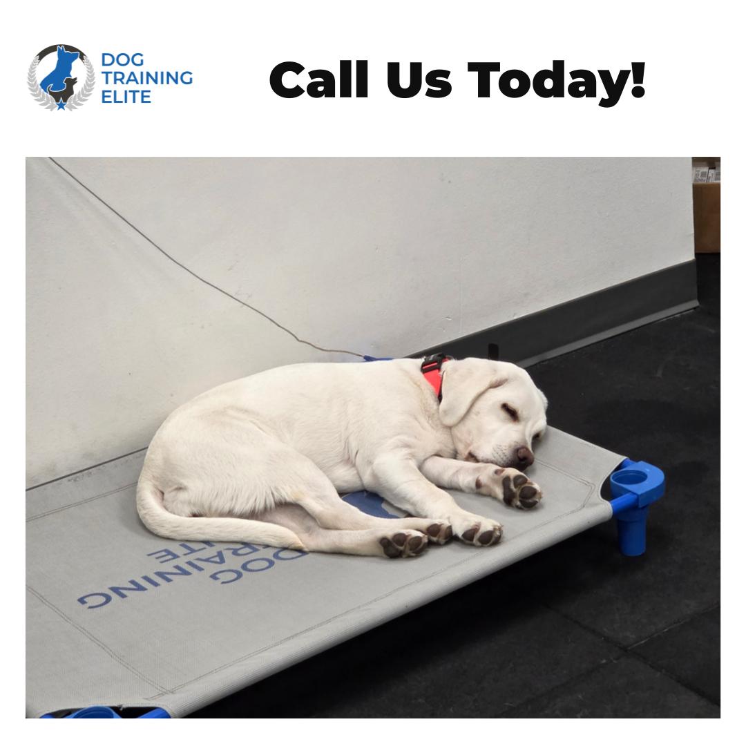 Nothing beats the sight of a puppy this relaxed. 😴

A pup who can settle calmly like this didn't get there by accident. That kind of peace comes from consistent dog training where owners stay involved and lead with confidence. When your dog understands the leadership dynamic, they stop feeling like they have to be on alert and start trusting you to handle things. That's when you get a well-mannered companion you're genuinely excited to take anywhere.

✔ Puppy training that builds calm, confident habits early
✔ Obedience training with owners coaching alongside us
✔ In home dog training and dog obedience classes available

As a dog trainer serving Midlothian and the greater Richmond area, we also help with aggressive dog training and service dog training for pups with bigger needs. October's crisp evenings are perfect for practicing those settle skills before holiday guests arrive.

Ready for a calmer, happier household? Request your free assessment with Dog Training Elite Richmond and let's get started.
