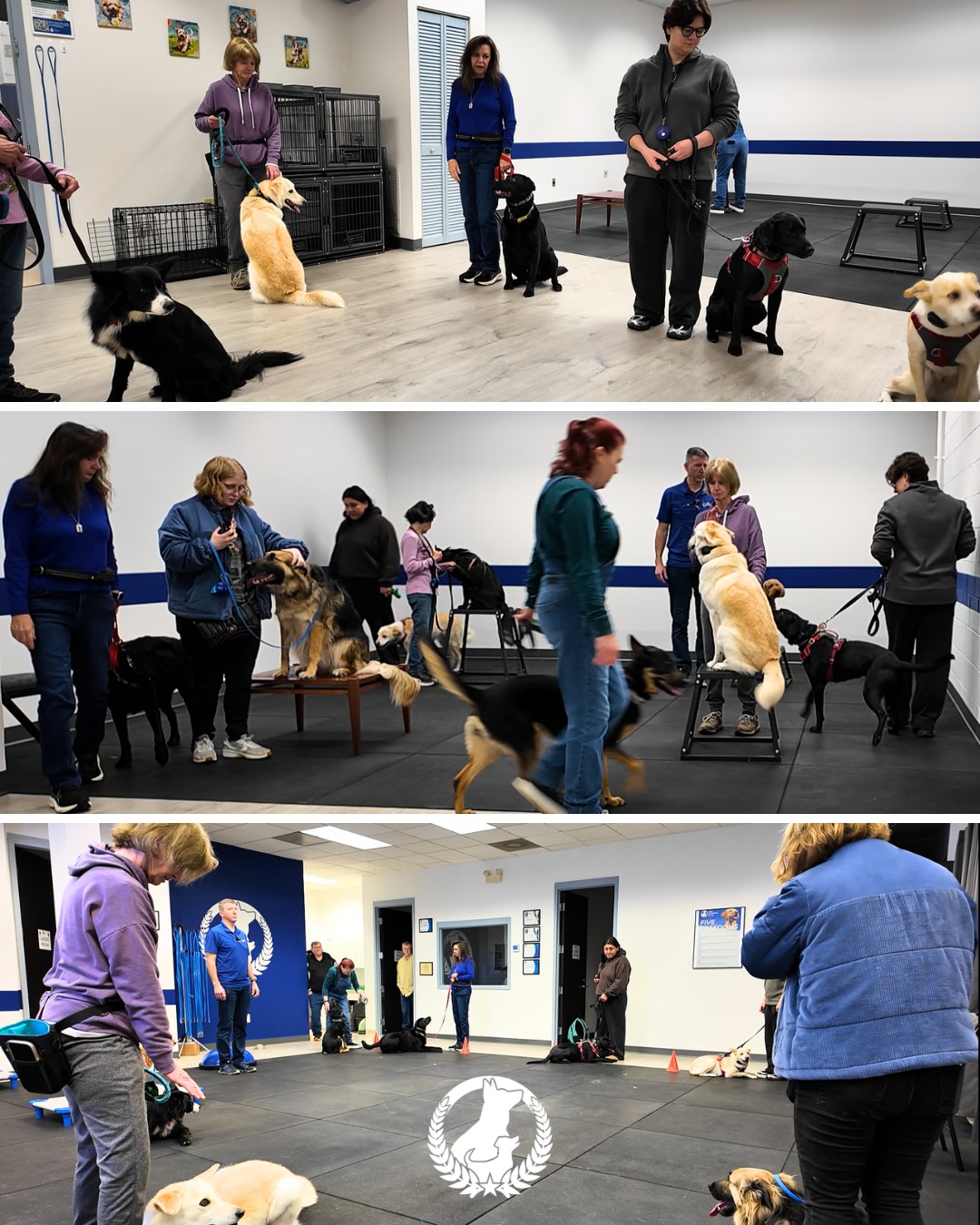 There&rsquo;s something pretty great about learning together. 

In group training, dogs get the chance to practice their skills while learning how to focus around other dogs and distractions.

Today&rsquo;s assignment?
Sit. 

Simple command, important skill, and lots of practice.

Training doesn&rsquo;t have to feel serious all the time. A little patience, consistency, and teamwork can go a long way.

Interested in training with your dog?
👉 Visit dogtrainingelite.com/richmond

