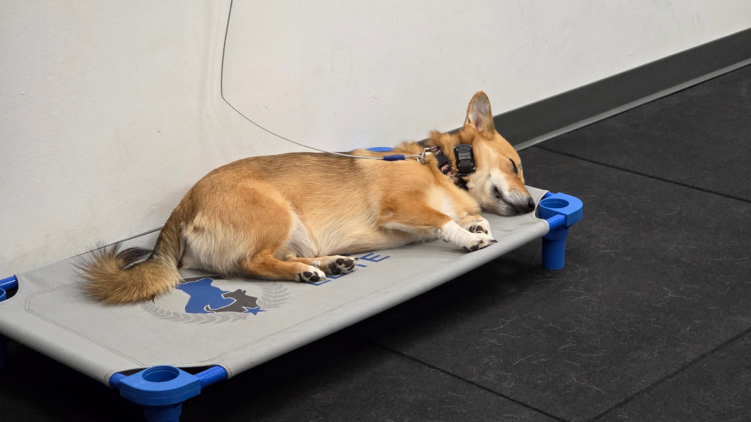 A calm dog is a learning dog ✔

This pup is showing off one of our favorite skills:  relaxation even when alone. Teaching your dog to settle on a cot isn't just a party trick. It builds focus, patience, and confidence that carries over into everyday life. And the best part? You're the one leading it. Our dog training approach puts owners front and center, so your dog learns to look to you for guidance and becomes genuinely eager to please.

When owners understand the leadership dynamic, everything changes:

&bull; Walks feel easier and more enjoyable
&bull; Guests can visit without chaos at the door
&bull; You get a well-mannered dog you're excited to take places

As a local dog trainer serving Richmond and Glen Allen families, we offer in home dog training, dog obedience classes, puppy training, and even aggressive dog training for pups who need a little extra guidance. Wherever your dog is starting from, calm moments like this one are absolutely possible.

Ready to see your dog settle in and shine? Contact Dog Training Elite Richmond to schedule your free assessment today.