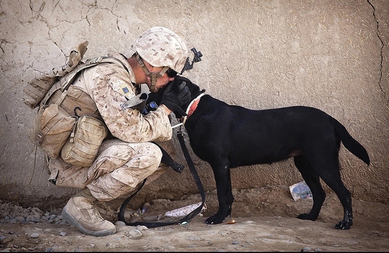 Click the link below to learn more about the Malinois Foundation, Dog Training Elite's  Non-Profit
https://themalinoisfoundation.org/
