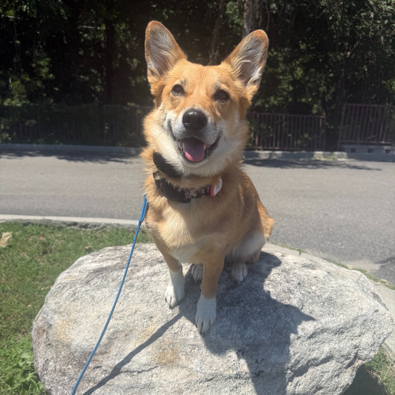 Say hello to Cinnamon! 

Cinnamon is currently enrolled in our Platinum Elite Training Camp program. The ultimate goal is for her to be a certified service dog. She's a superstar already thanks to the hard work of her human @massimo.salvatore! 

