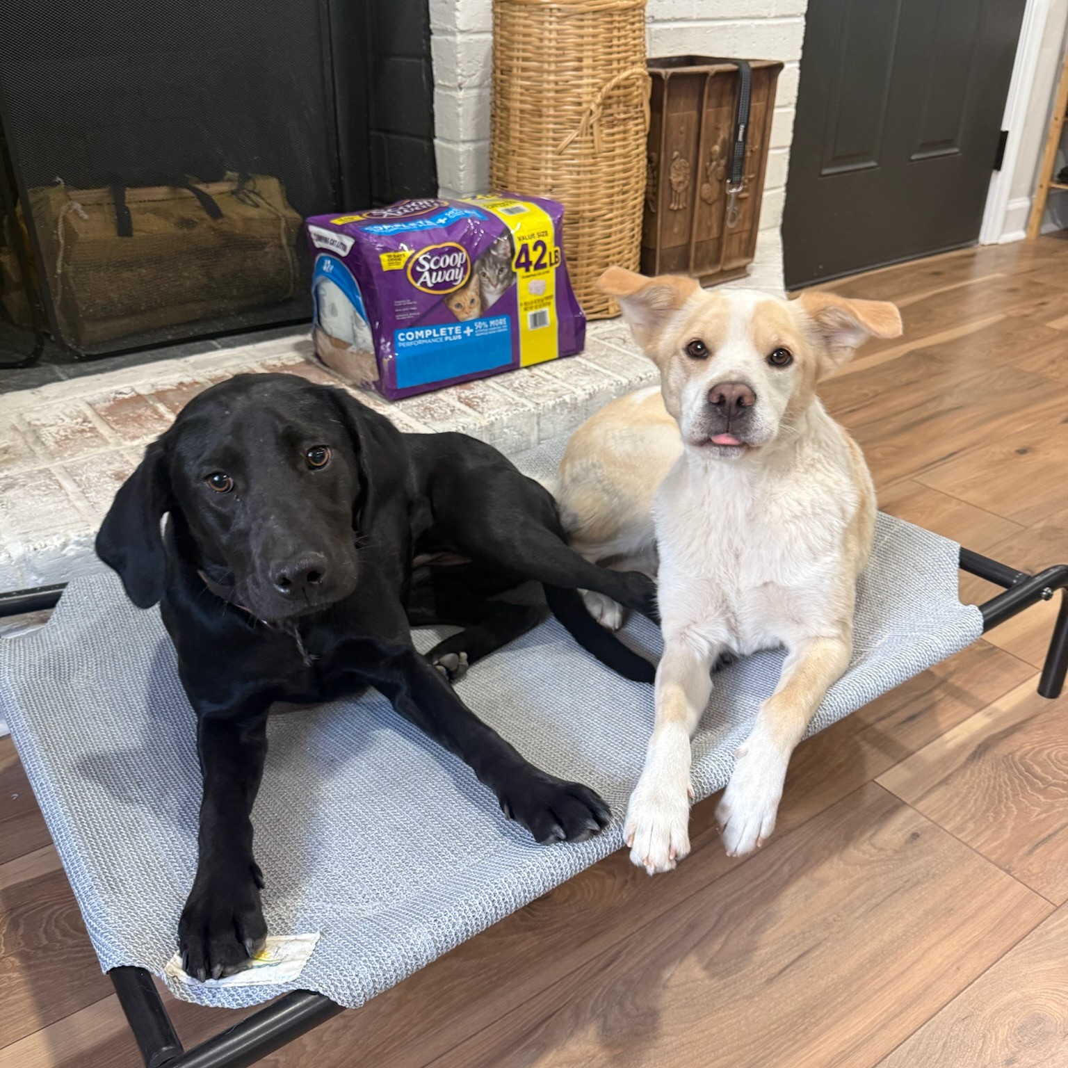 Ivy and Kacey are the cutest sisters! Ivy (on the left) is learning from us just like her sister Kacey, who is an obedience superstar!!! Aren't they just the sweetest?!?!