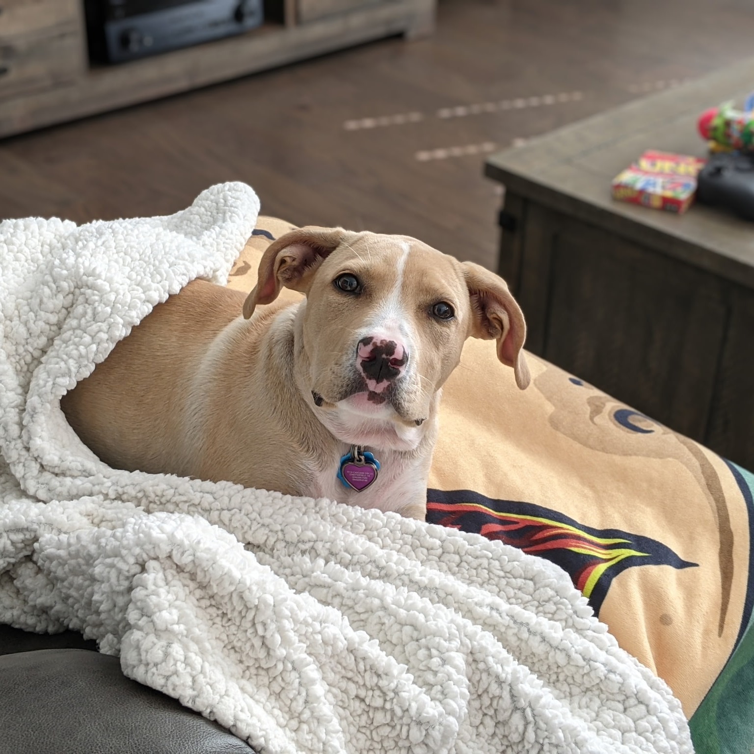 A new puppy is an exciting adventure! If you've recently welcomed a pup or are planning to, call or text us at (804) 944-8500 to learn more about our puppy training programs. Bonus: our puppy training also includes later obedience training, so you really get comprehensive training for all of your pup's needs! 

