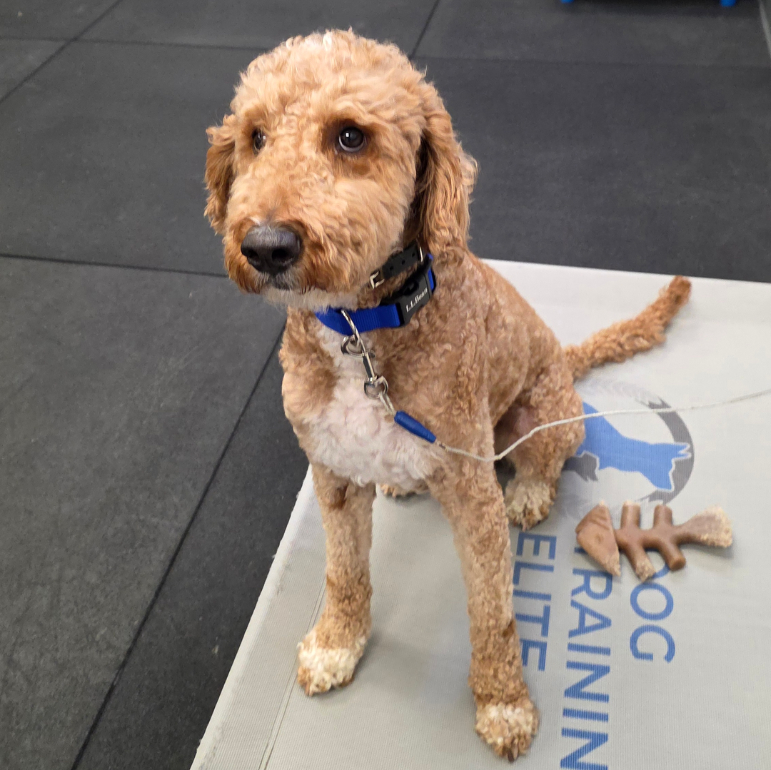 Want a dog who can settle on a mat, focus around distractions, and listen the first time? 🐾 At Dog Training Elite Richmond, our dog training is built for real life, so your skills work at home, on walks, and out in your community.

We help families in Midlothian, Chesterfield, and Glen Allen with puppy training and obedience training that&rsquo;s clear, fair, and easy to follow. Whether you&rsquo;ve been searching &ldquo;dog trainer near me&rdquo; or you need a plan for a new pup, we&rsquo;ll meet your dog where they&rsquo;re at and build steady progress.

✔ Sit, down, come, and loose-leash walking 
✔ Calm greetings and better impulse control 
✔ Confidence around new places and people 🦴

Ready to get started with a dog trainer you can trust? Request a free assessment today.