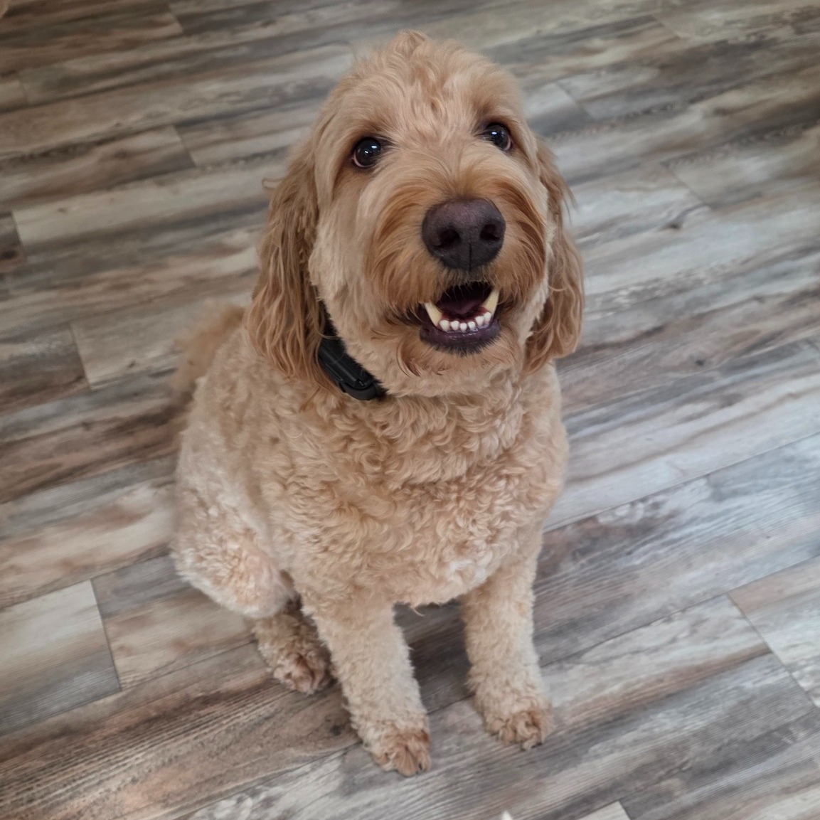Say hello to Benny!

Before starting with Dog Training Elite, Benny was anxious and barked a lot. With proper guidance from Paul and dedication and consistency from his humans, Benny has thrived and become much more confident. Just look at that smile!

Thank you Nick and @kpfarruggio for letting us be part of Benny's training journey!

