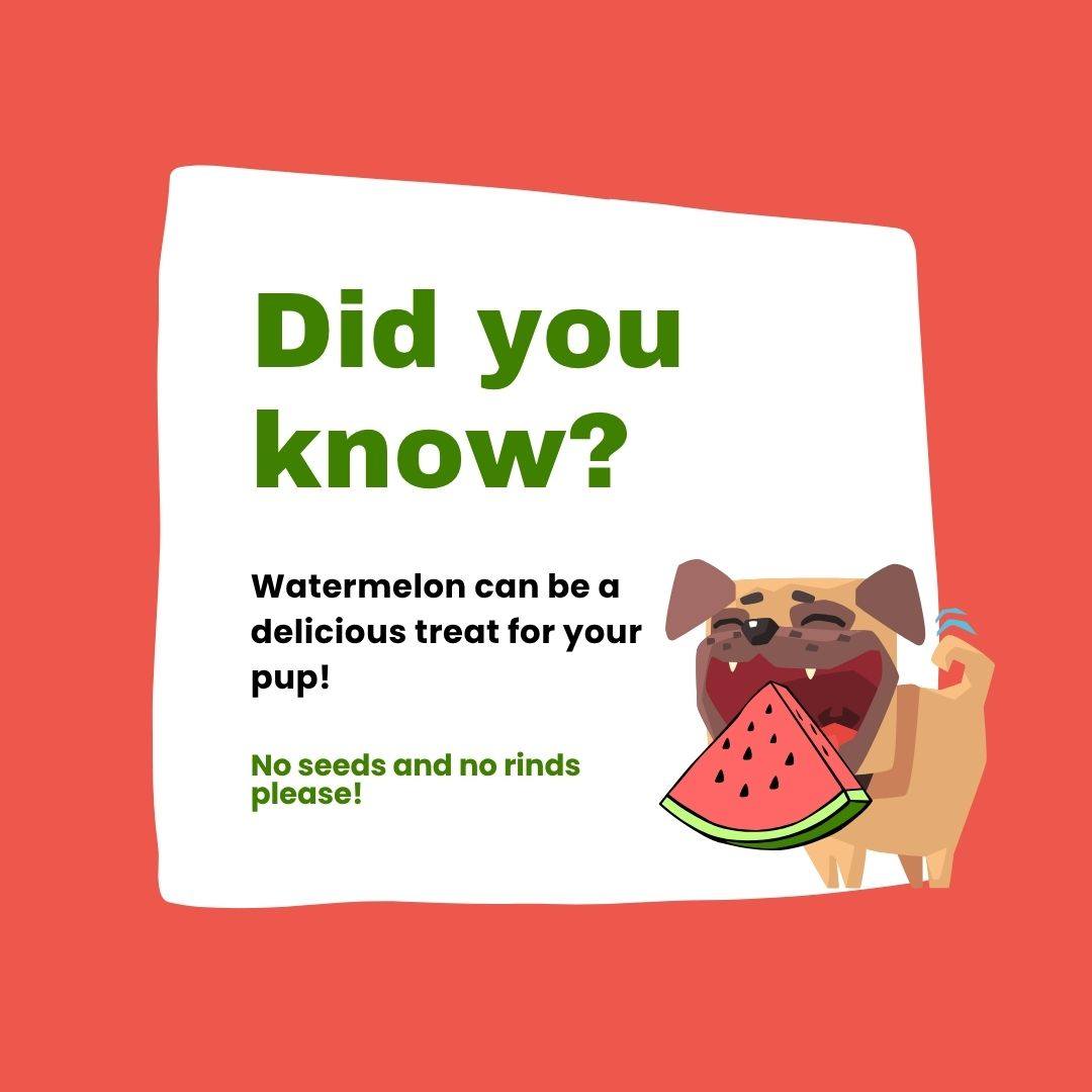 Did you know that dogs can enjoy watermelon? When fed in moderation, it's a great sweet treat that's also cooling and refreshing during hot months. Hold the seeds and rinds, dogs can't eat those! 🍉

Speaking of watermelon, come see us tomorrow at the Carytown Watermelon Festival! 


