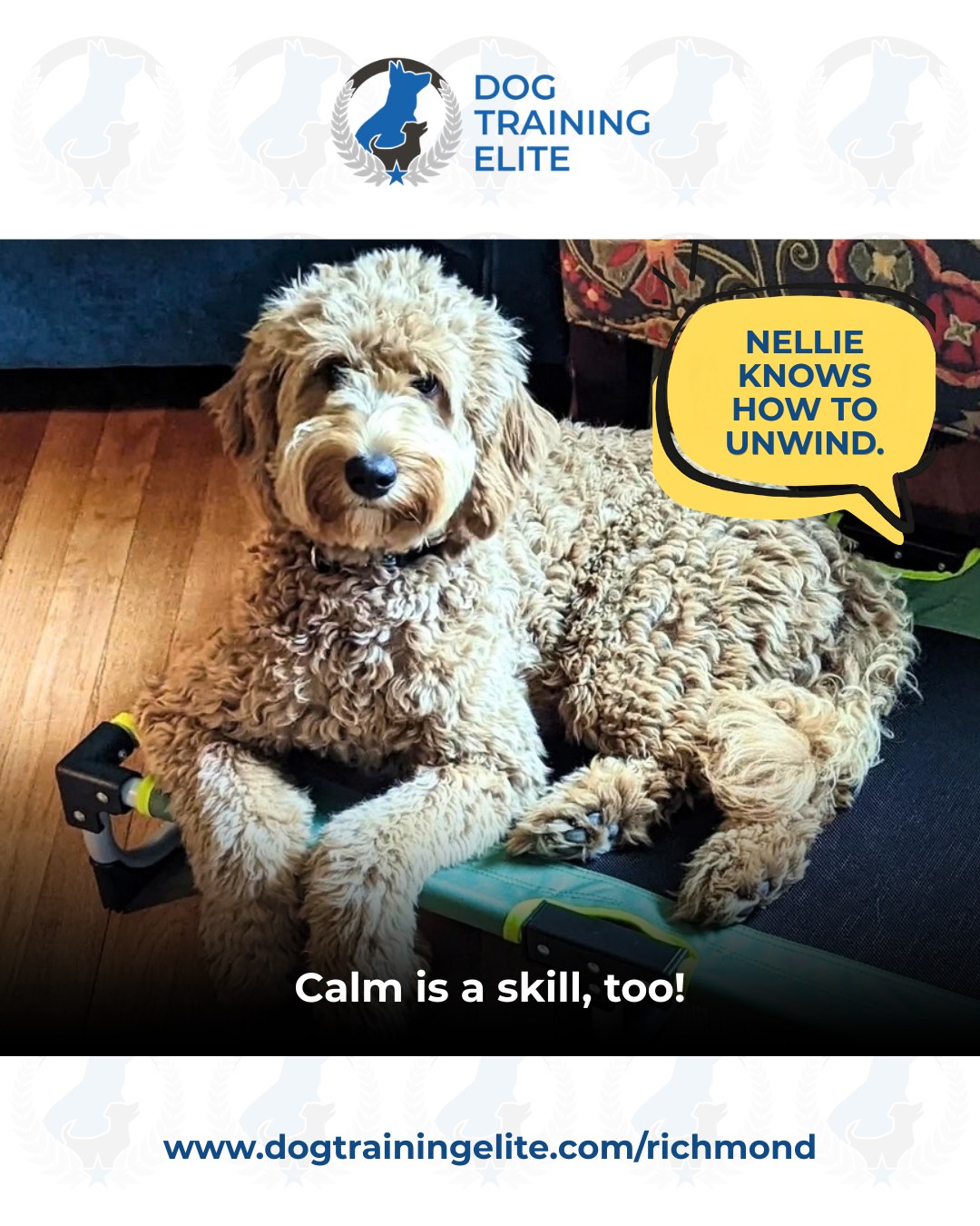 Sometimes the best training moment is the quiet one. Nellie is taking some time to relax, and honestly... she looks pretty good at it. 

Being able to settle, relax, and simply enjoy some downtime is an important part of everyday life with your dog.

Because a happy dog isn't always the one running around.
Sometimes, it's the one who knows when it's time to just chill. ❤️

Want to help your dog build more calm into their day?
Visit dogtrainingelite.com/richmond

