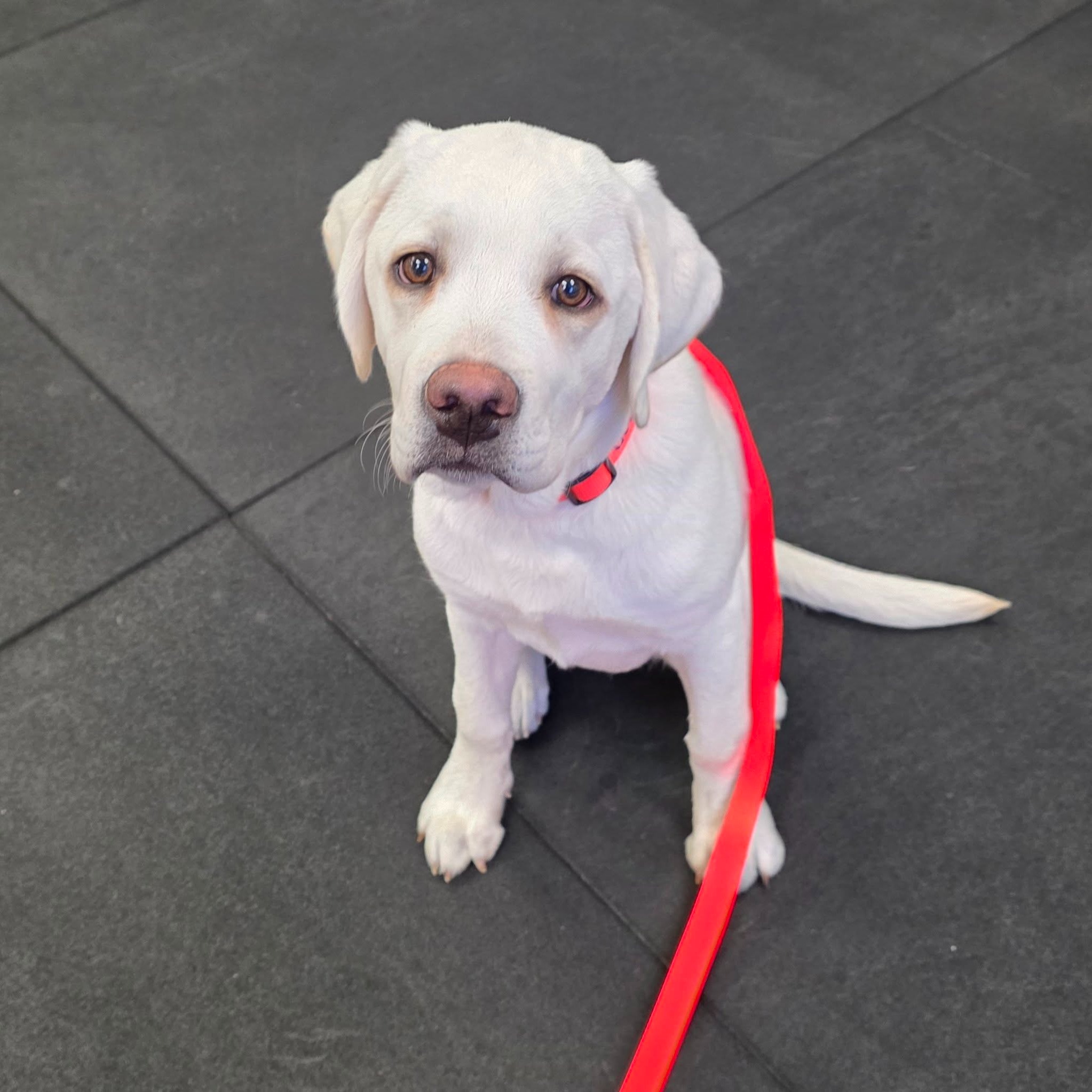 Welcome back Goldie!

Goldie is back at the facility for obedience training after previously completing puppy training in May. 

Did you know that our puppy training programs come with later obedience training? Give us a call or text at (804) 944-8500 to learn more! 


