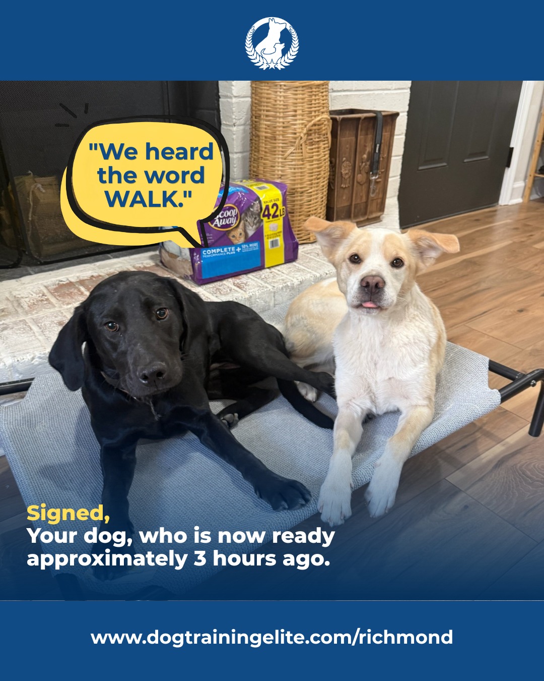 You can say walk in the quietest voice imaginable, and somehow your dog hears it from three rooms away. 😂

Suddenly, they're standing by the door, staring at you like you've just made the most important announcement of their life.

What's the one word that gets your dog excited EVERY time? Tell us in the comments! 👇

