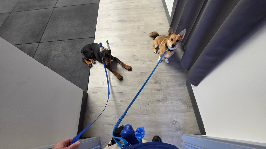 Calm, focused, and side by side. This is what good training looks like. 🐾

These two pups are practicing patience and focus before going outside, learning that good things come from ignoring their impulses. That's the heart of how we work. When you understand your role as a calm, confident leader, your dog stops guessing and starts working to please you. The result is a well-mannered companion you're genuinely excited to take anywhere.

Our programs cover everything from puppy training and obedience training to aggressive dog training and service dog training, all built around real life. Whether you join our dog obedience classes or train one on one at home, you'll be involved every step of the way.

Families around Chesterfield and the Richmond area are settling into fall routines right now, which makes it a great season to build better habits with your dog.

If you want this kind of calm in your own living room, connect with a dog trainer at Dog Training Elite Richmond and request your free assessment.
