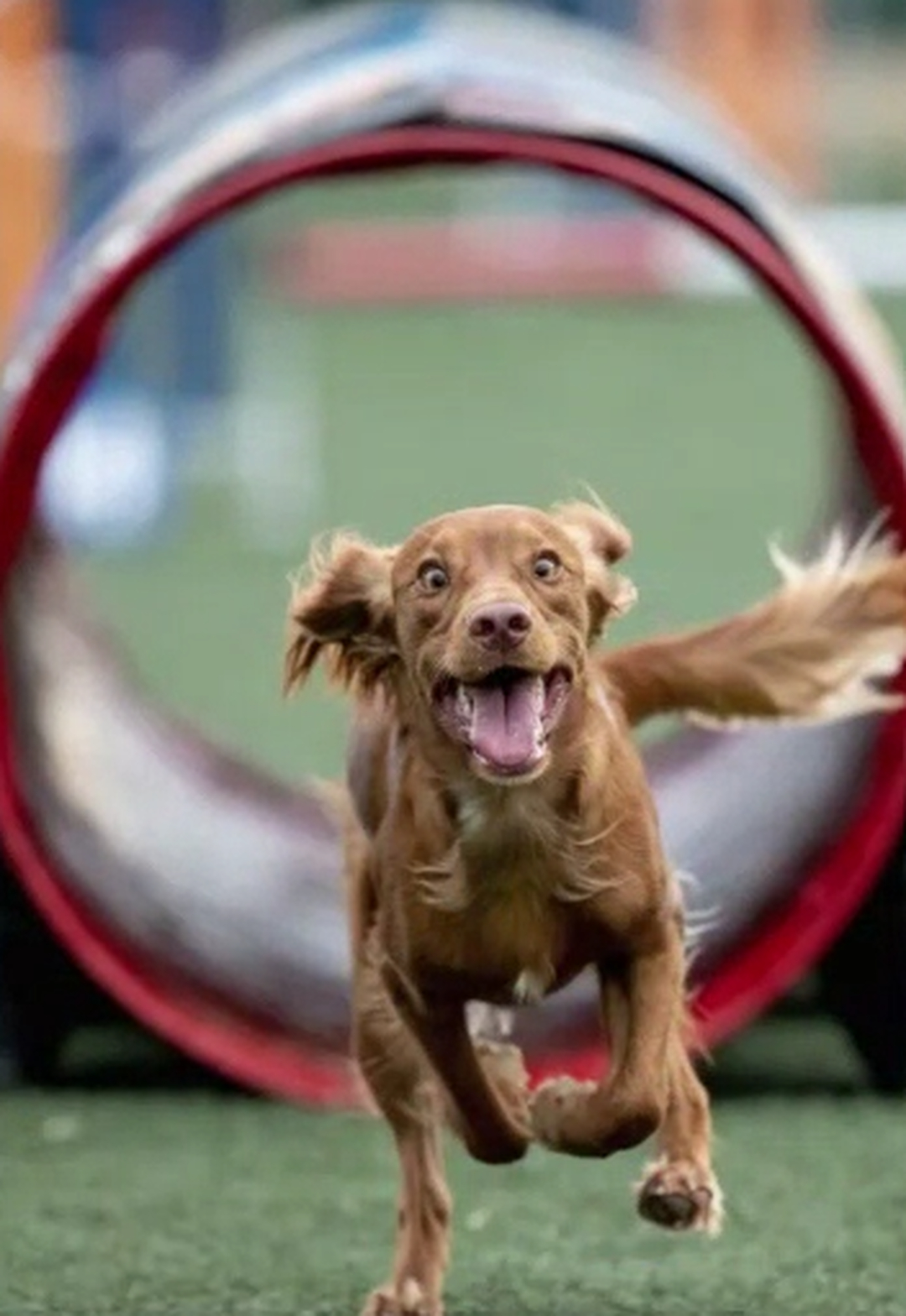 If your dog listens at home but &ldquo;forgets&rdquo; outside, you&rsquo;re not alone. 🐾

Dog Training Elite Richmond helps families build real-life skills that stick, with calm, clear coaching for both you and your dog. If you&rsquo;re in Midlothian, Chesterfield, or Glen Allen and keep searching &ldquo;dog trainer near me,&rdquo; our team can help with puppy manners, leash behavior, and reliable commands.

Here&rsquo;s what we focus on:
&bull; Puppy training to start off right 🦴 
&bull; Obedience training for everyday control 
&bull; In home dog training that fits your routine 🏡 
&bull; Dog obedience classes to practice around real distractions 🐕 

Ready to get started? Send a message to schedule a free assessment and we&rsquo;ll talk through your goals.