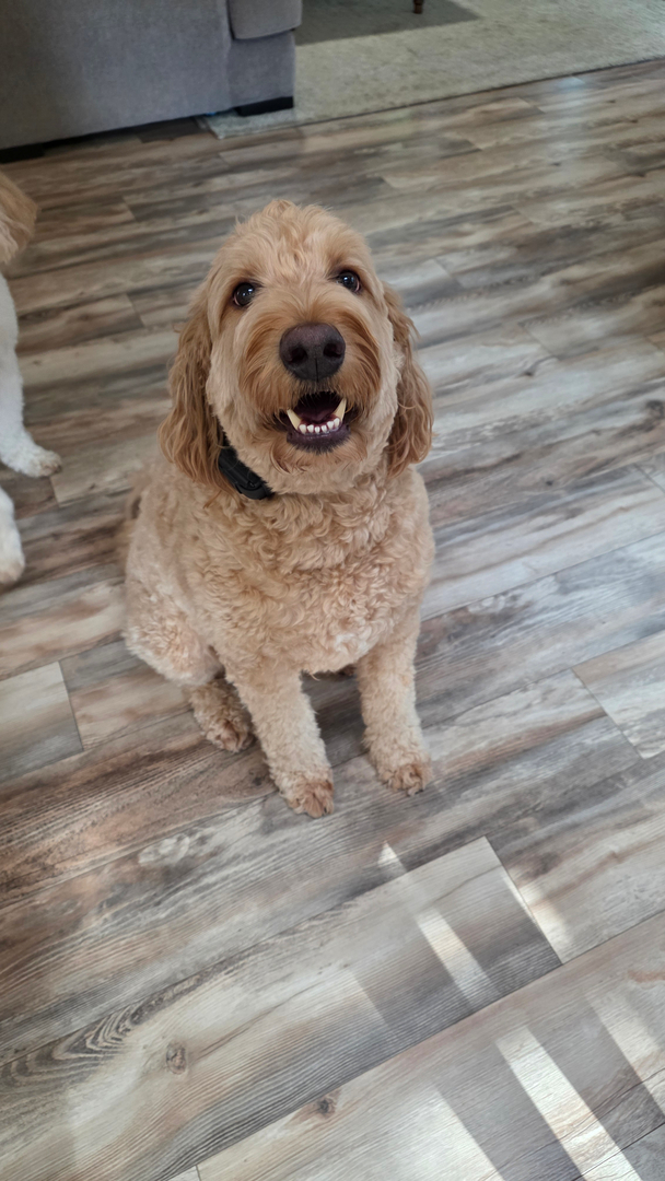 A fluffy, happy dog is great, but calm manners at home and on walks make life even better 🐶

At Dog Training Elite Richmond, we help dogs and owners build real skills with clear, humane Dog Training. If you&rsquo;re in Richmond, Midlothian, or Chesterfield and you&rsquo;ve been searching &ldquo;Dog Trainer Near Me,&rdquo; we&rsquo;re here with support that fits your day-to-day life.

✅ Puppy Training for new routines and confident social skills 
🦴 Obedience Training for sit, come, heel, and &ldquo;leave it&rdquo; 
🏠 In Home Dog Training so your dog learns where it matters most

Training should feel simple and doable for the whole family. Send us a message to set up a free assessment and we&rsquo;ll talk through your goals.