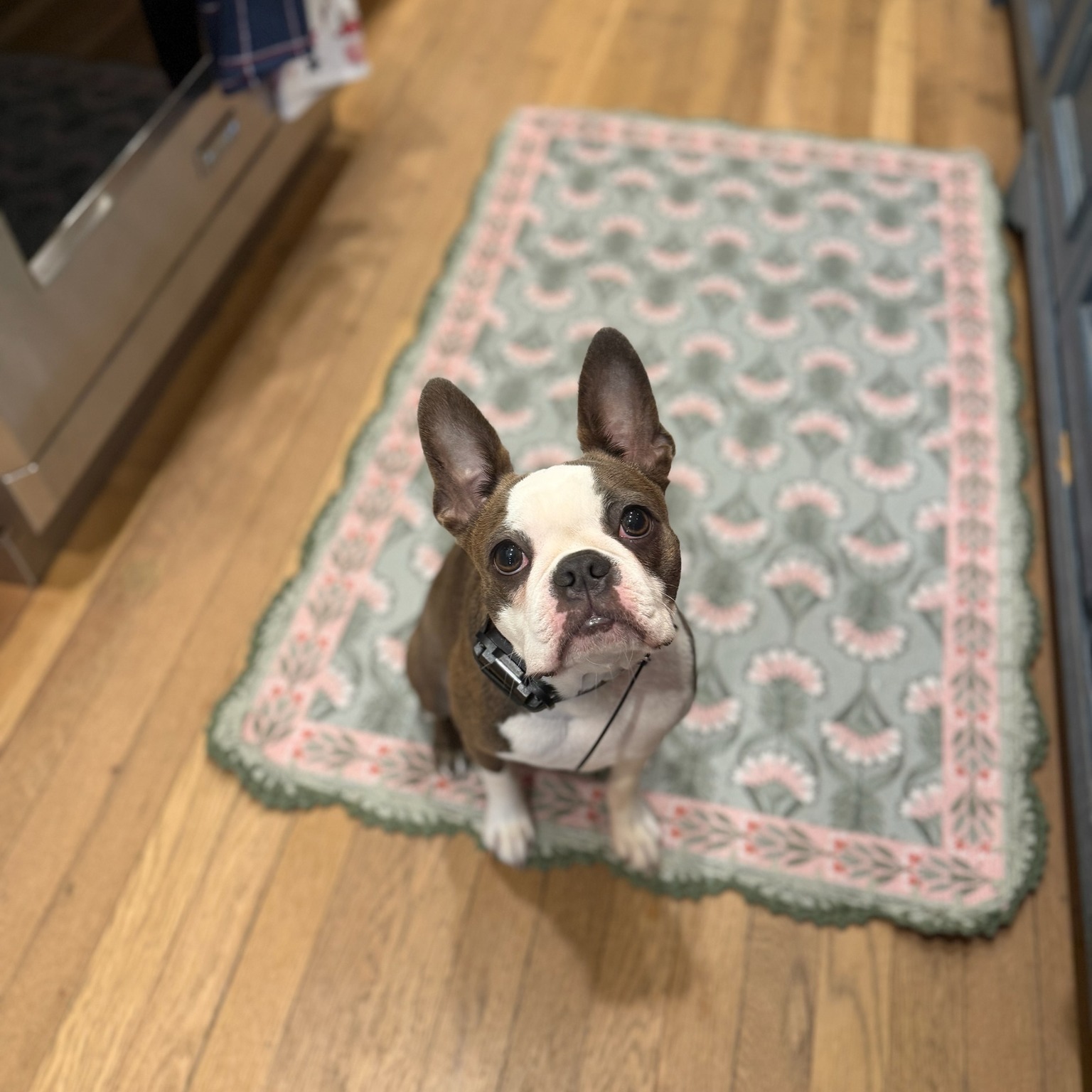 Say hello to Lucy!

This sweet gal recently completed her basic obedience training and is now on her way to group classes. The end goal is to eventually have her work with her mom to comfort patients at @bittybitesrva! 

