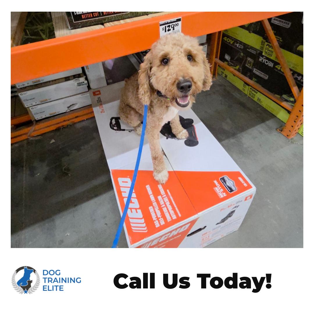 Big-box stores, busy sidewalks, new smells everywhere. For some dogs, that's overwhelming. For a well-trained dog, it's just another fun outing. 🐾

That's exactly why our dog training happens in real-world settings, not just a quiet classroom. When your dog practices obedience training around real distractions, the lessons actually stick. Even better, you're right there learning alongside them. As the owner, you become the leader your dog looks to, and that relationship is what makes a dog eager to please and ready to listen anywhere life takes you in Glen Allen and beyond.

What real-world practice builds:

&bull; A dog with manners you feel proud to take places
&bull; Confidence around people, sounds, and new environments
&bull; Stronger focus on you, even with distractions nearby
&bull; Skills that carry over from puppy training all the way to advanced obedience

From in home dog training to dog obedience classes and even service dog training, our goal is the same: a happy, well-mannered companion and an owner who loves showing them off.

Fall is a great season to get out and practice together. Reach out to schedule your free assessment and see what's possible for your pup! 🍂