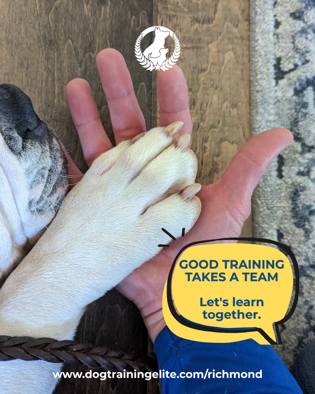 Training isn't just about teaching your dog to sit, stay, or walk nicely on a leash. It's also about helping you understand your dog, communicate more clearly, and feel confident handling everyday situations.

At Dog Training Elite Richmond, we work with dogs of all breeds, sizes, and ages. We also empower owners with practical skills they can continue using long after a training session ends. Because the goal isn't for your dog to listen only when the trainer is around. It's to help you build habits and communication that work in real life, at home, on walks, and wherever your adventures take you.

You and your dog are a team, and we're here to help you grow together. 

Ready to get started? Visit dogtrainingelite.com/richmond to request your free assessment.

