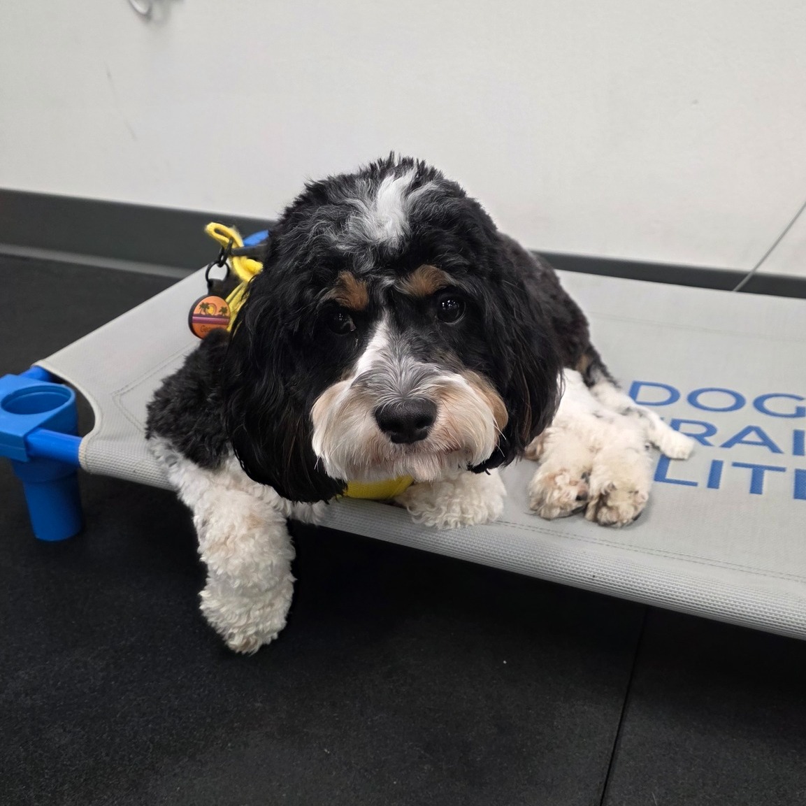 Meet George! 🐾

George and his mom @smidge221 started in-home training with us last December. He's made great progress since then on his obedience and manners! He recently joined us at the facility for a day of training to work more on certain behaviors, and he was a star student! ⭐


