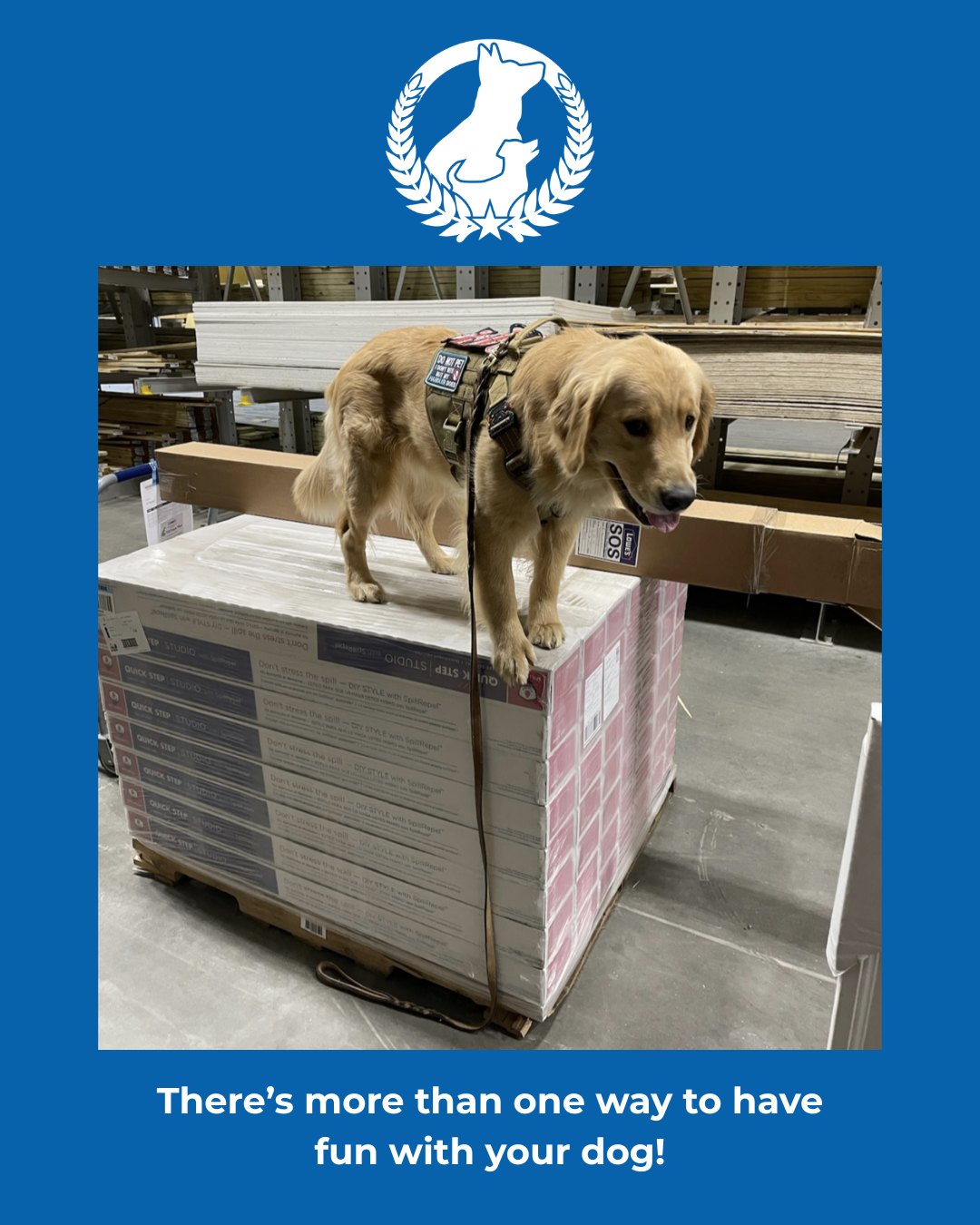 There are so many things you can do with your dog, and gamifying things is what we love best! Give them a chance to accomplish things and make a fun game of it!

https://maps.app.goo.gl/s19TgtH9kANKqZox8