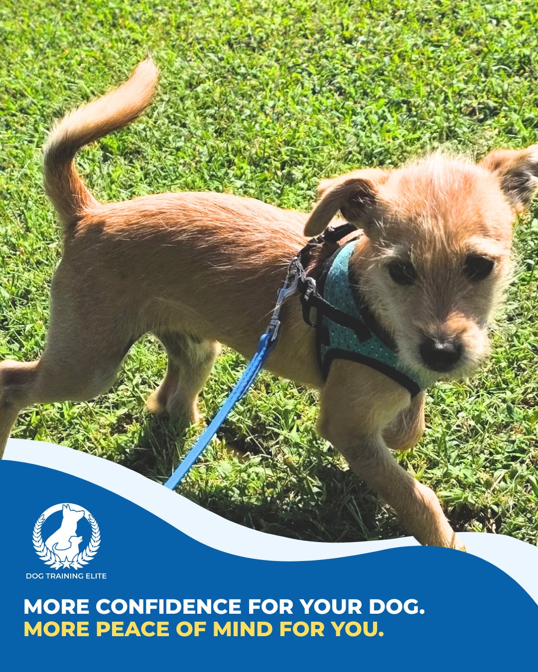 Good training changes more than behavior. It can make everyday life feel easier.

More confidence when you&rsquo;re out together.
More trust between you and your dog.
More freedom to enjoy the things you actually got a dog for.

At the end of the day, we&rsquo;re not just trying to create a well-trained dog.
We want to help create a better life together. 🐶❤️

Curious about what that could look like for your family?
Visit dogtrainingelite.com/richmond

