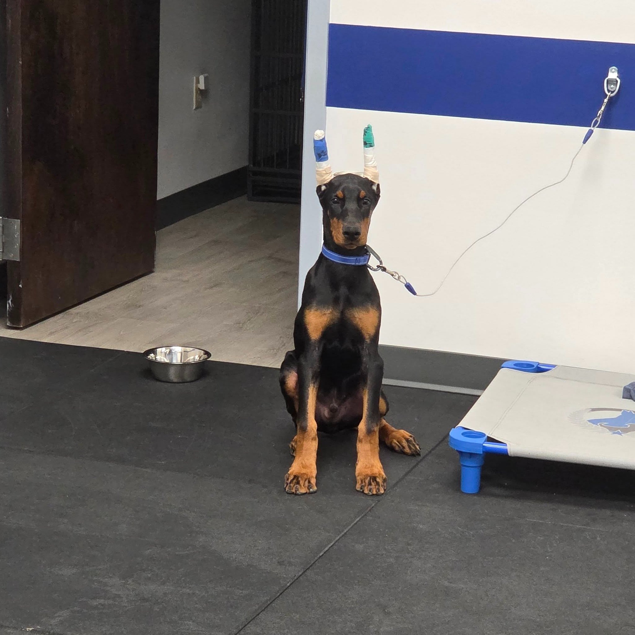 Meet Raven! This handsome dude recently completed puppy training with us. When he's a bit older, he'll start obedience training with his mom @bxrgal97. We can't wait to welcome him back in a few months! 

