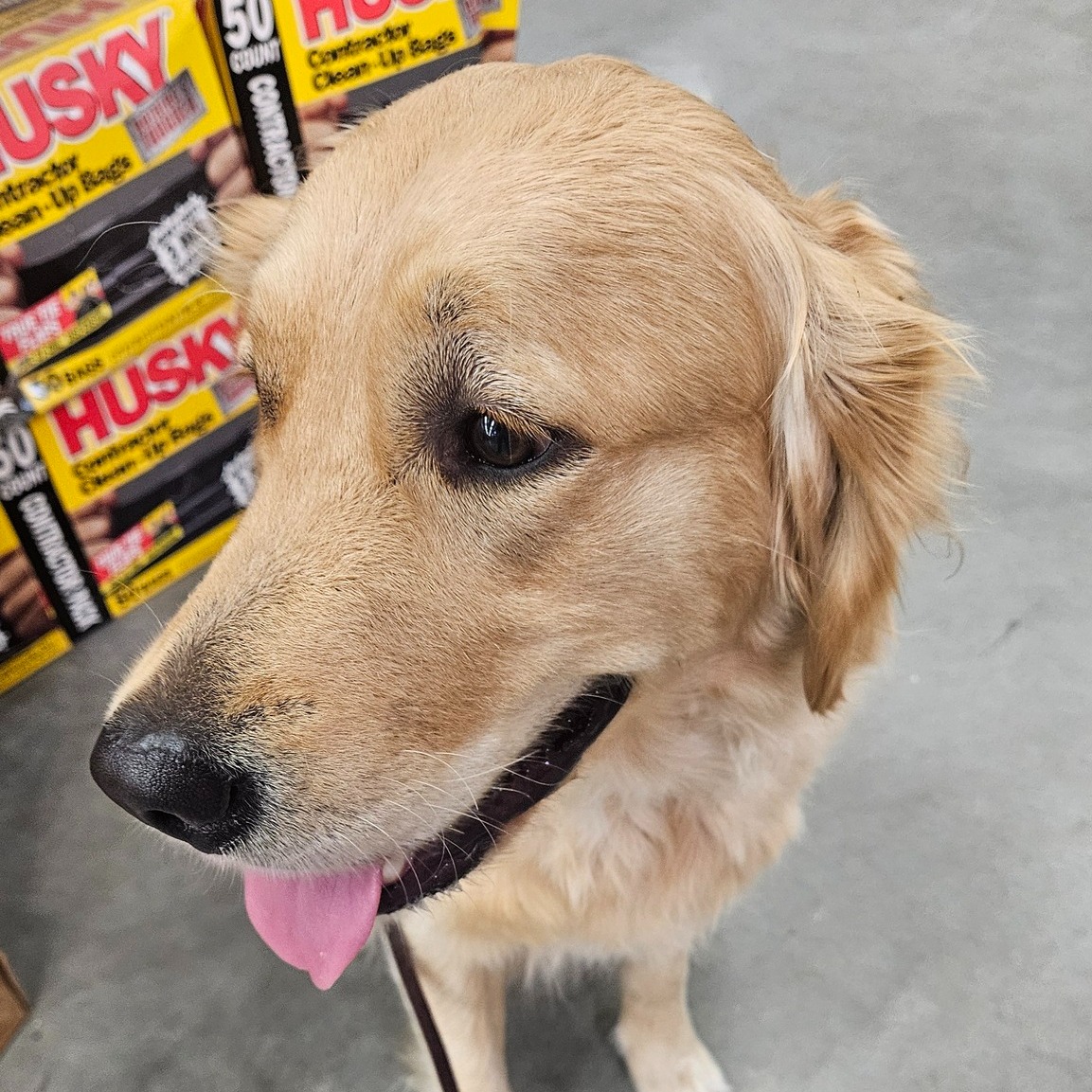 Psychiatric Service Dog in Training – Savannah - We’re currently working with a family in the White Bluff Community in Savannah whose dog is being trained through our psychiatric service dog training program. This pup is learning to provide grounding and interruption for anxiety attacks, plus perfect public manners.