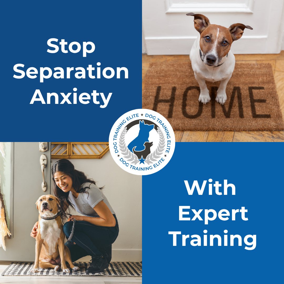Tired of coming home to a destroyed house and an anxious dog?

Pups that suffer from separation anxiety will destructively chew, eliminate inside the house, and bark for hours on end when left alone.

Though frustrating, this behavior is not a disobedience issue—it's caused by stress.

The best way to handle stress-based issues is to work with a professional. At Dog Training Elite Southeast Michigan, we focus on structured, in-home training to build your dog's confidence and help them feel comfortable while you're away. 

Call or visit us at https://dogtrainingelite.com/metro-detroit to schedule your free consultation.

