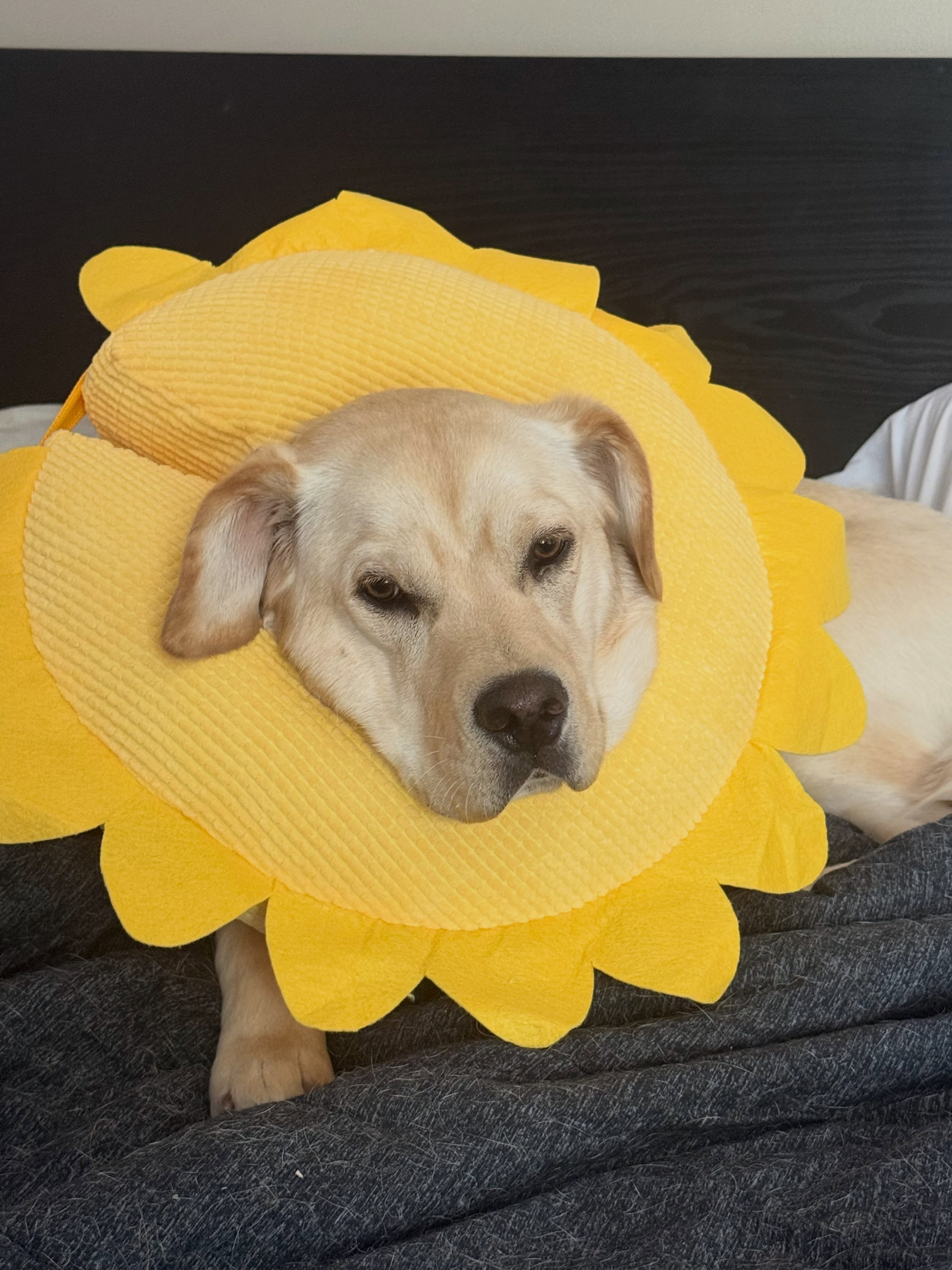 Say hi to Penny! 👋 She is a one year old lab training to be a psychiatric service dog. She can&rsquo;t wait to get back to training once she gets this sunflower cone off her head, good thing she looks pretty cute wearing it. 🌻