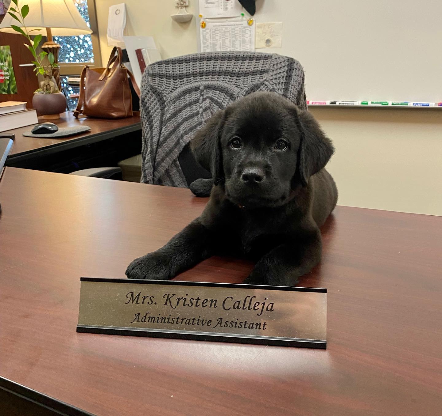 Meet Iggy! He started puppy prep today and he did awesome! Iggy is training to be a therapy dog at Detroit Jesuit High school where he will support students & staff!! Welcome to the pack, Iggy! 🐾