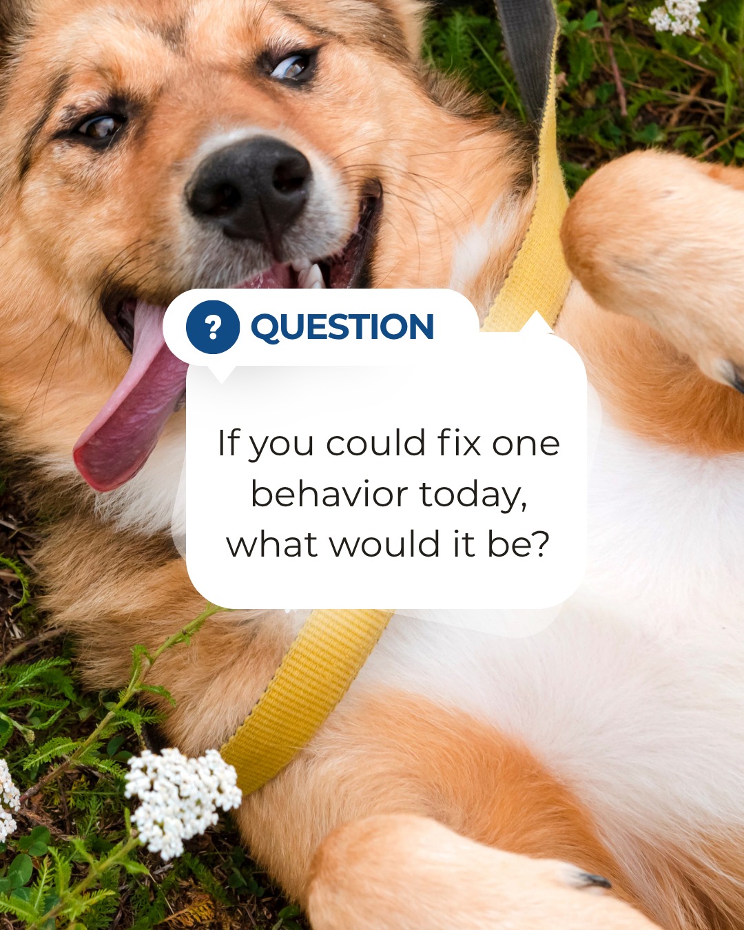 Every dog has something they're still working on.

If you could improve just one behavior today, what would it be?
🐾 Pulling on walks?
🐾 Jumping on guests?
🐾 Recall?
🐾 Barking?
🐾 Something else?

Tell us in the comments&mdash;we'd love to hear your biggest training goal. 👇


