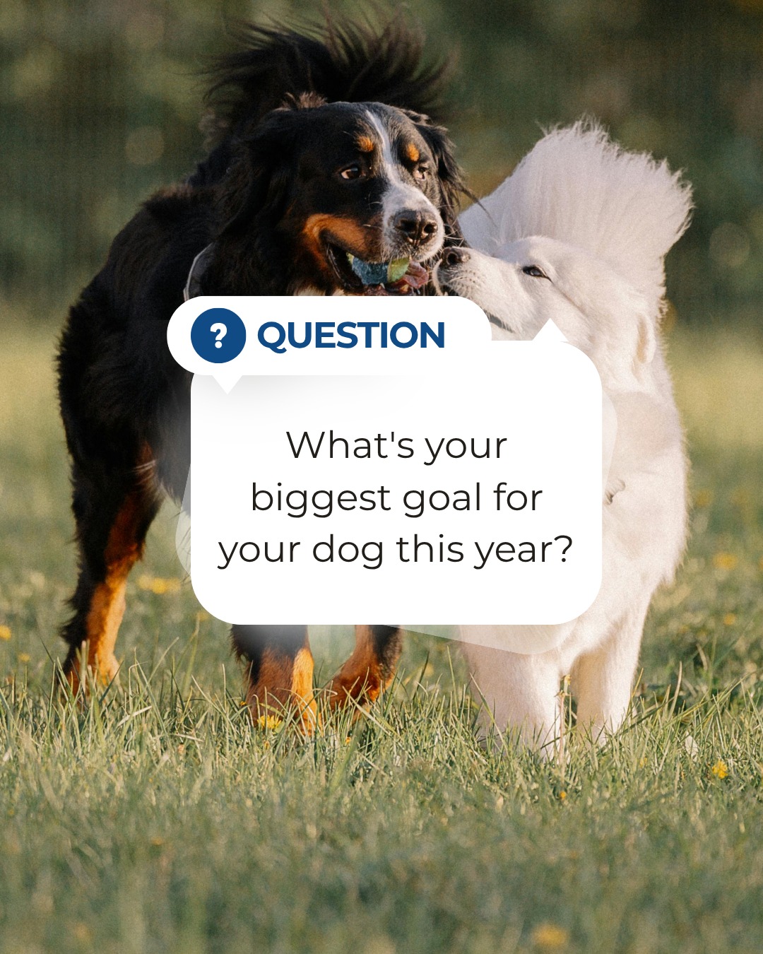 Every dog owner's journey looks a little different.

Maybe your goal is calmer walks. Maybe it's reliable recall, fewer distractions, or simply having a dog you can confidently take anywhere.

What's your biggest goal for your dog in Southeast Michigan this year? Tell us in the comments, we'd love to hear it. 👇

