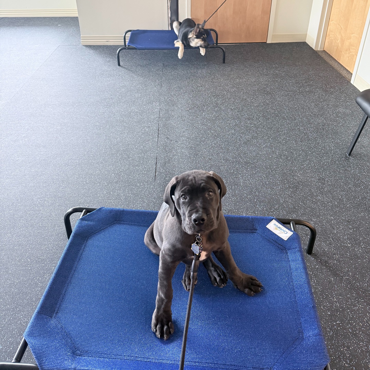 Everyone this is Tank. (Nova in the back) Together they are working on place with distractions. Tank is a 12 weeks old mastiff. He is going to be with us learning and growing into a psychiatric support service dog. Just wait to see his growth.

