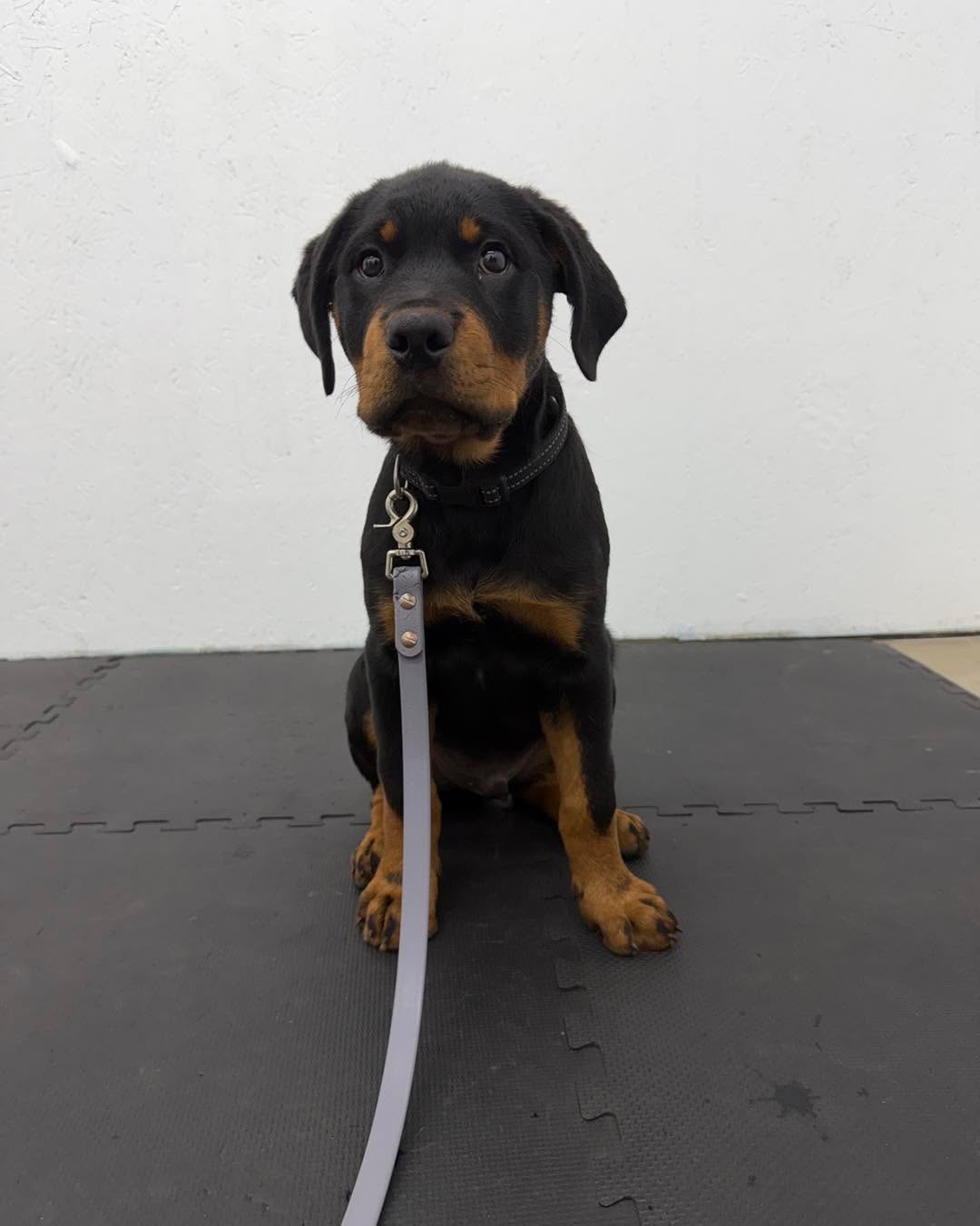 Meet Sergeant, 12 weeks old and already built like a little tank.

His owners have loved this breed for 20+ years:

•Rottie : Trained with pros. Rock solid.
•Rottie : DIY. Lots of love… and lots of issues they just “managed.”
•Rottie (this pup): “We’re not doing another dog that outgrows our skills. We want help from the start.”

With puppies, we don’t just teach “sit” and “shake.” We focus on three big things:

1. Learning with humans

Teaching owners how to communicate clearly so the dog actually understands what “yes” and “no” mean in real life, not just in class.

2. Self-control

Pup learns how to pause, think, and choose calm instead of jumping, mouthing, or bulldozing through every situation.

3. Calm on leash

No 100 lb freight train. We build calm walking now so you’re not getting dragged later.

And here’s the important part most people miss:

We don’t just do “cute puppy class and goodbye.” Puppies only get so far on puppy tools. Then they hit the teenage phase, outsmart everyone, and you need adult-dog structure.

That’s why our programs are built as puppy + adult:

Start now while your Rottie is small enough to be easy to handle.

Roll straight into the adult phase with stronger tools as they grow and test limits.

If you’re in the Springfield, MO area with a Rottie (or other strong breed) and you want a dog you can actually live with for the next 10+ years, DM me ROTTIE and I’ll send you details on how our puppy + adult program works.

Start while they’re small. Finish with a dog you trust.

