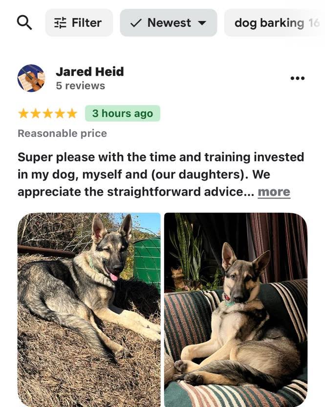 She drives over an hour and a half each way to train here.
Her husband left this 5‑star Google review about her experience with their protection dog:

“Super pleased with the time and training invested in my dog, myself and our daughters.
We appreciate the straightforward advice and clarity given for questions asked.”

That’s the whole point of how we do protection work here in Springfield, MO:
•We don’t just train the dog
•We invest in the handler and family too
•Straightforward advice, clear answers, no mystery

Pet first, protector second.
Nice dogs, real structure, owners who know exactly what to do.

If you’re willing to put in the time for this level of training – whether you’re 15 minutes away or 90 – send me a DM with the word PROTECTION.

I’ll explain how the program works, answer your questions with the same clarity, and you can decide if it’s the right fit for you, your family, and your dog.

