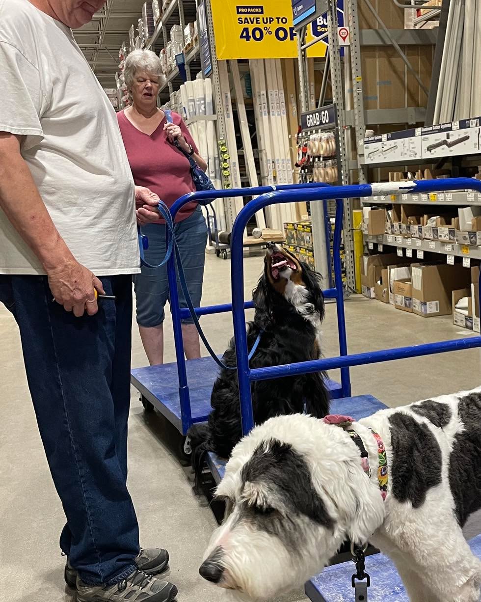 Look how Buck is working hard for his dad! After he placed on this mobile object, he left wet paw prints he was working so hard. Look at his engagement with his handler! Good boy Buck!

